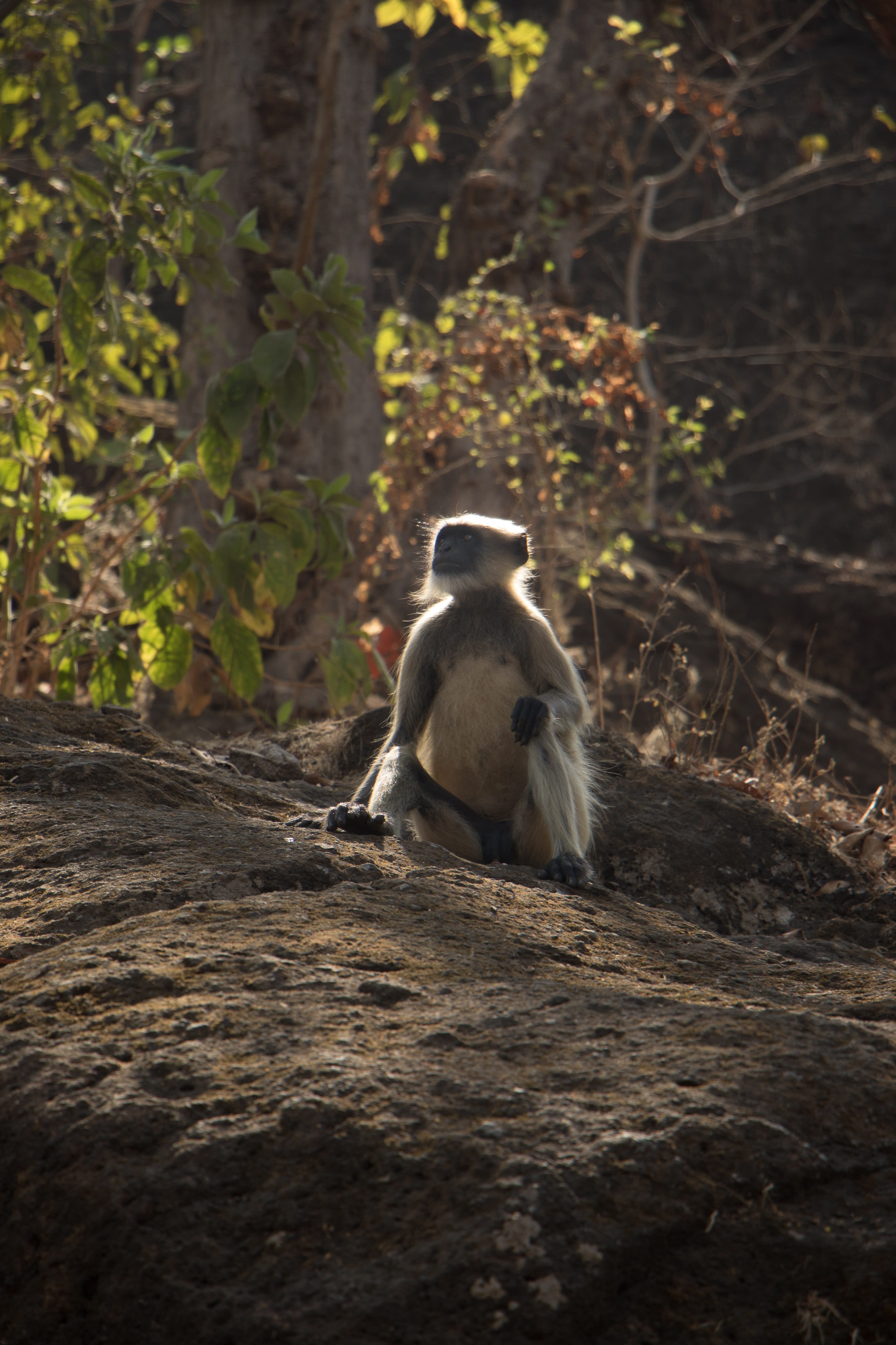 animal themes, animal wildlife, mammal, forest, india, animals in the wild, looking, sanjay gandhi national park, selective focus, animal, one animal, sitting, Phone HD Wallpaper