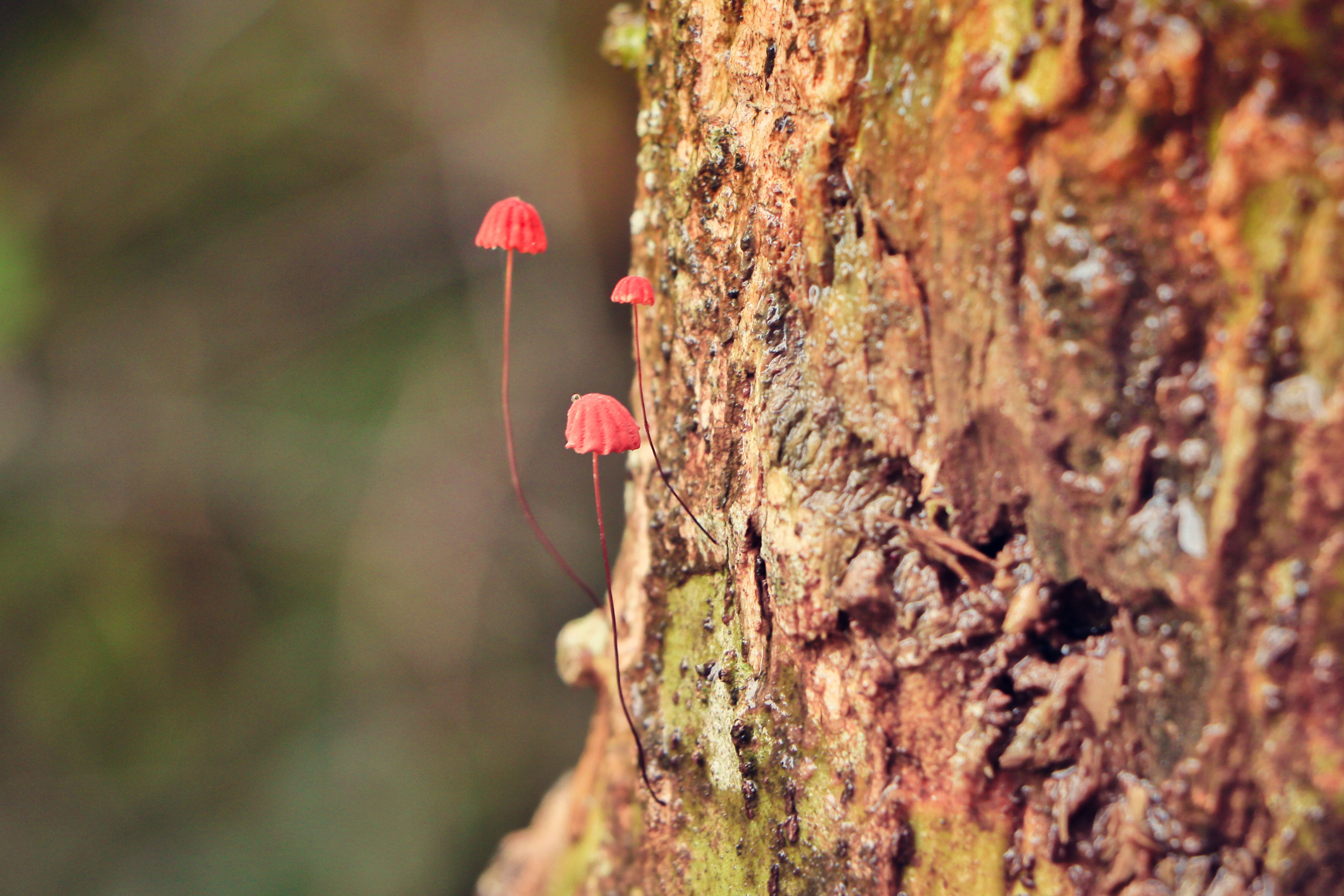 selective focus, mumbai, flowering plant, freshness, outdoors, brown, focus on foreground, mashrrom, plant, tree trunk, natural, water, wood - material, HD Wallpaper