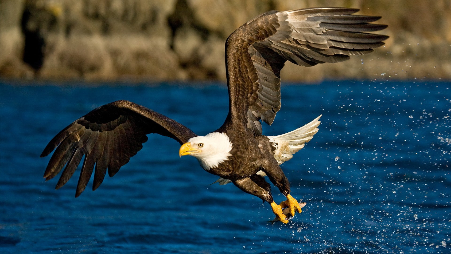 eagle, water, birds, 1080P, dom Glider, animals, HD Wallpaper