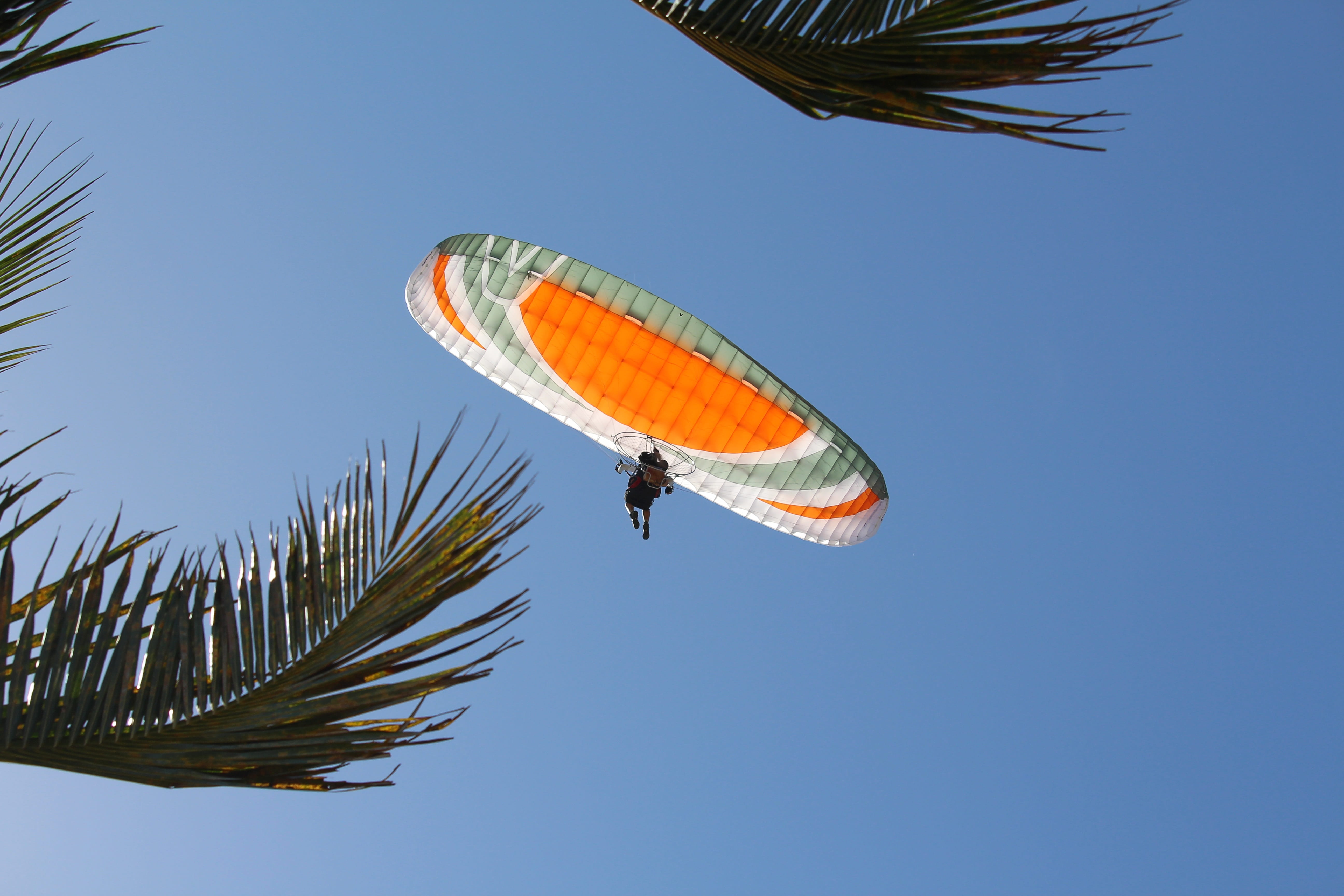 palm tree, mid-air, high, paragliding, outdoors, white, fly, blue, parachutist, extreme, sport, nature, positive emotion, excitement, joy, parachuting, HD Wallpaper