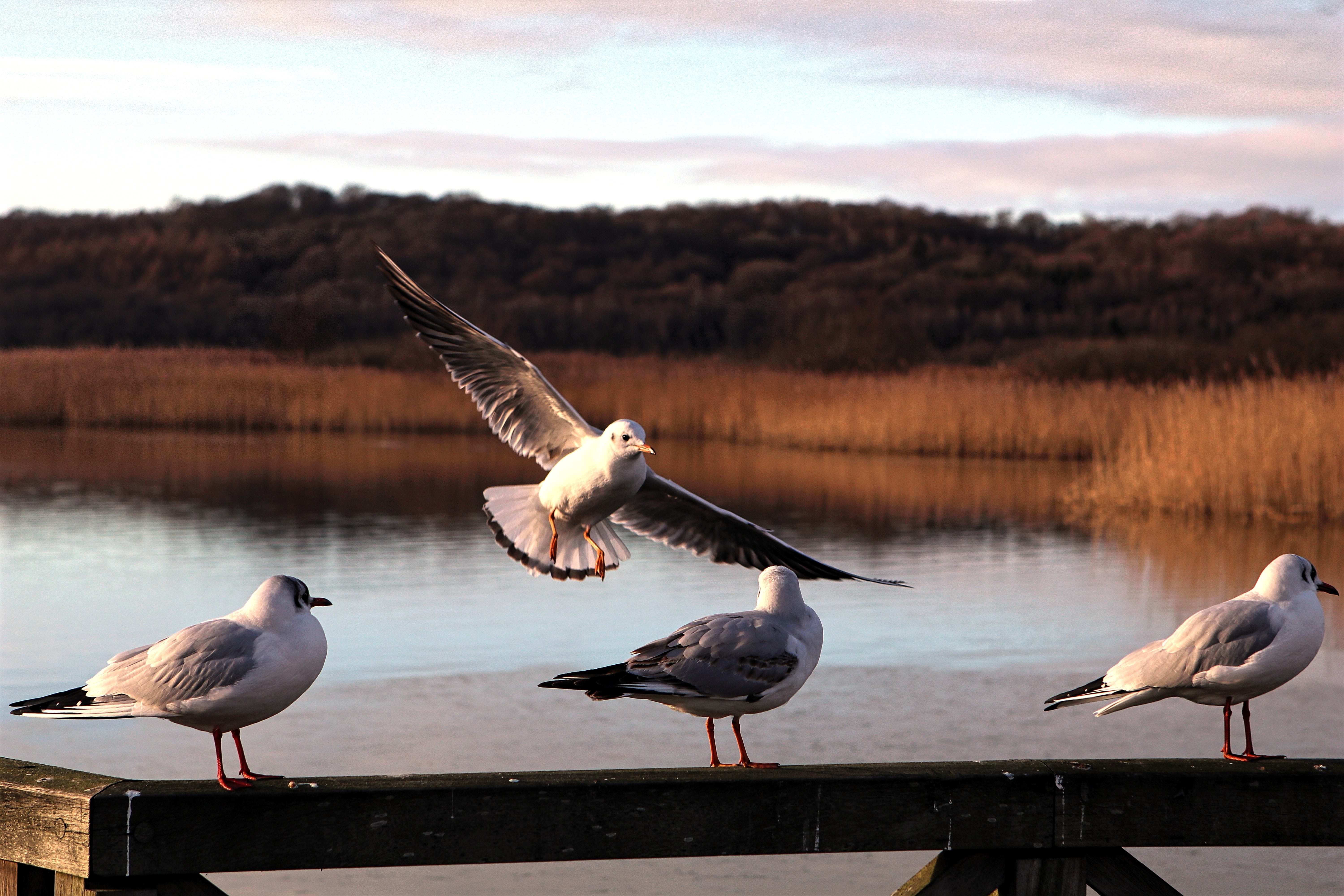 focus on foreground, group of animals, animal themes, approach, winter, flying, seagull, animals, no people, outdoors, baltic sea, day, animal, promenade, HD Wallpaper