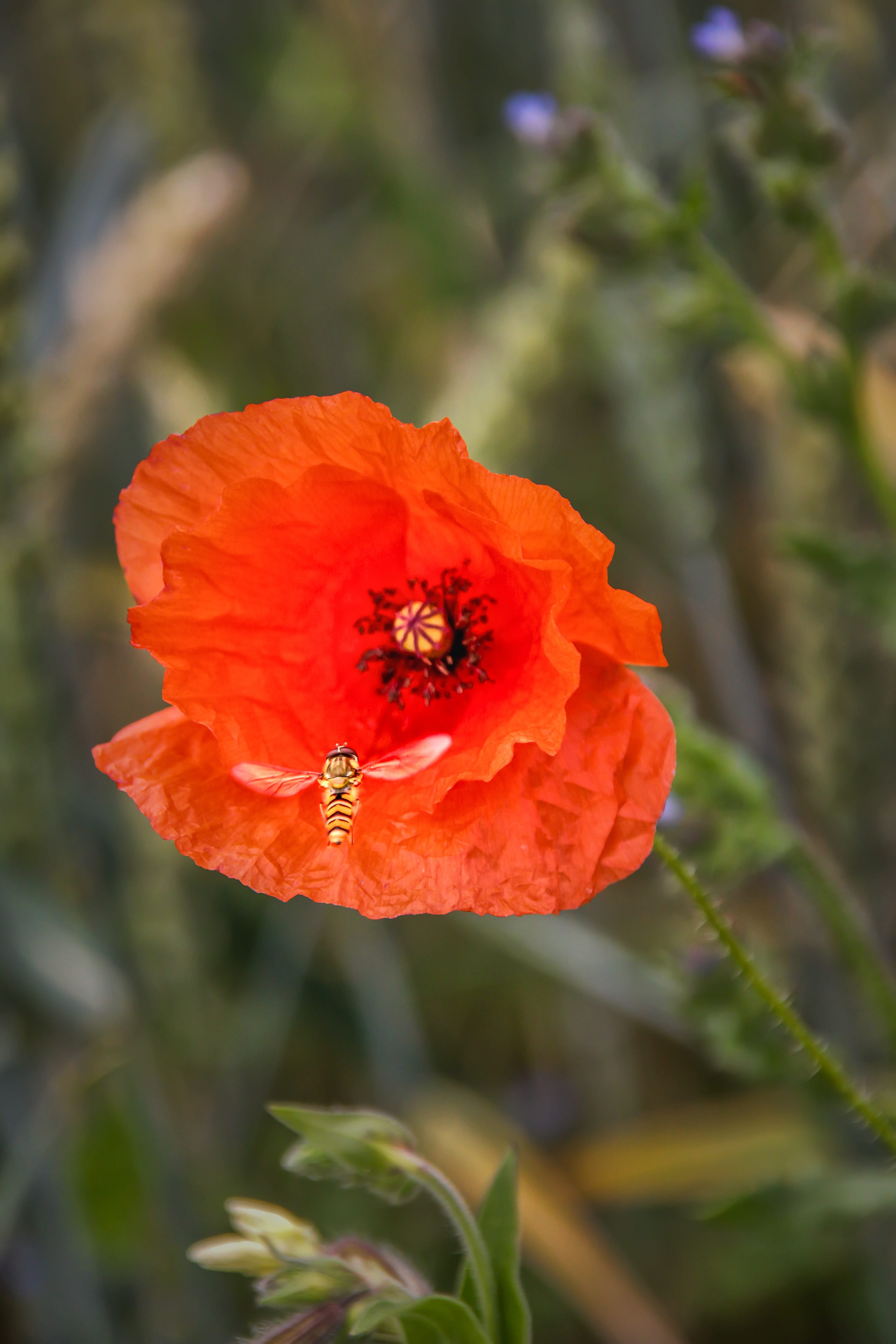 focus on foreground, klatschmohn, nectar, visit, inflorescence, flower meadow, poppy flower, fragility, pollen, freshness, bloom, flower, close-up, red, Phone HD Wallpaper