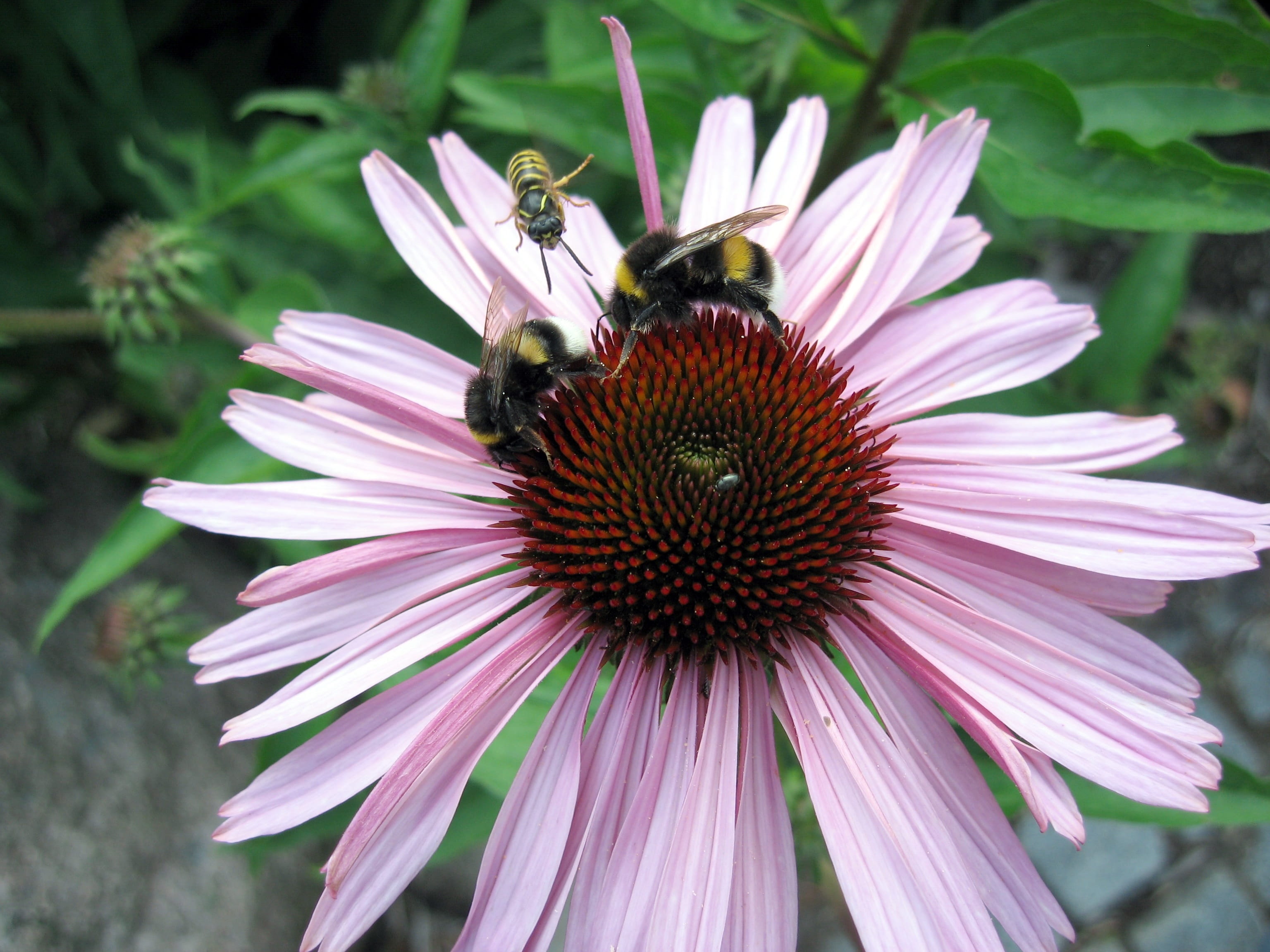 make way, animal themes, nature, growth, no people, flower, bumblebee, coneflower, pink color, 2K, animals in the wild, inflorescence, invertebrate, landing, HD Wallpaper