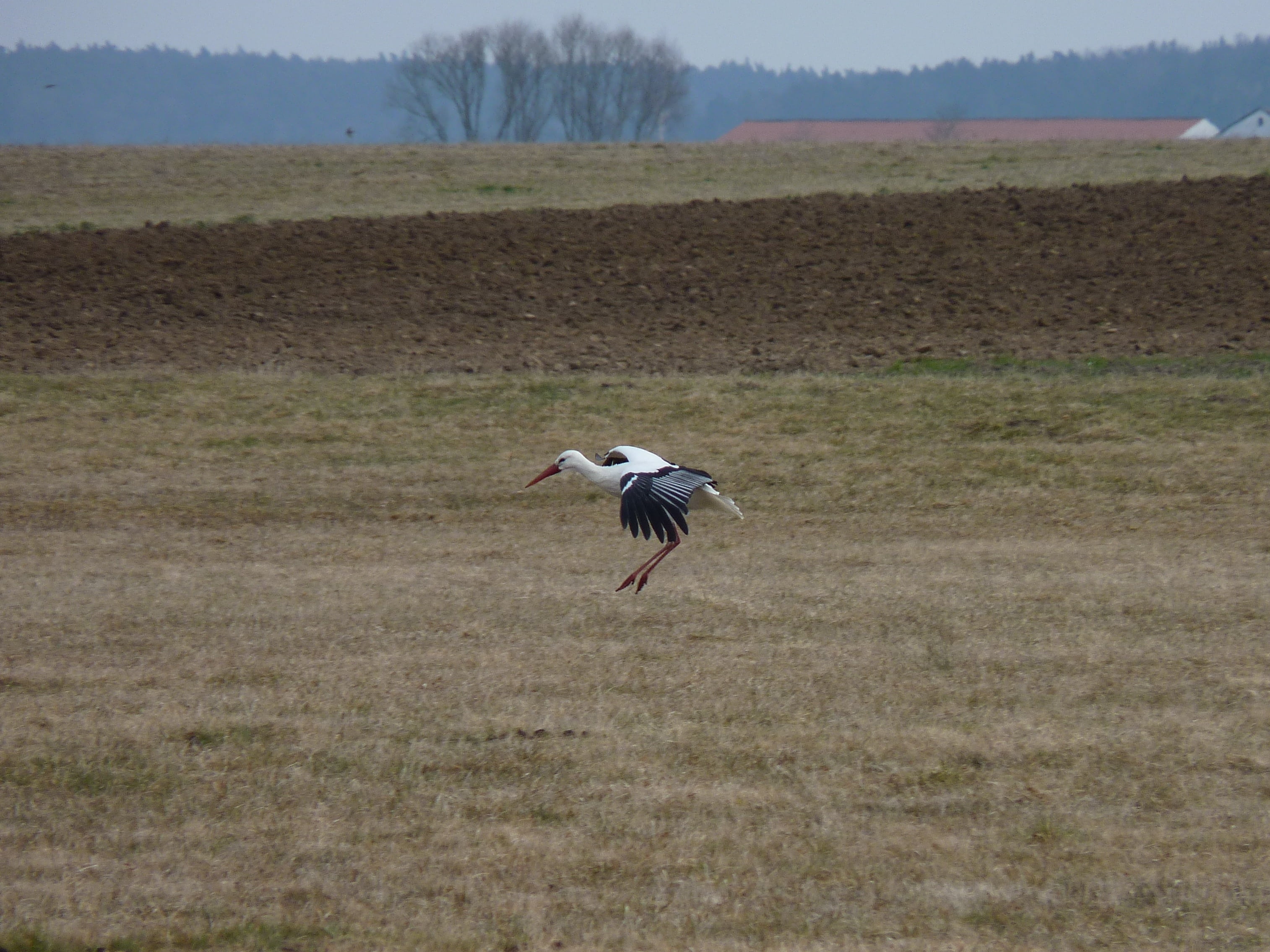 spread wings, plumage, grass, landscape, mid-air, one animal, animal themes, fly, no people, plant, adebar, large, approach, nature, flying, animal wildlife, HD Wallpaper