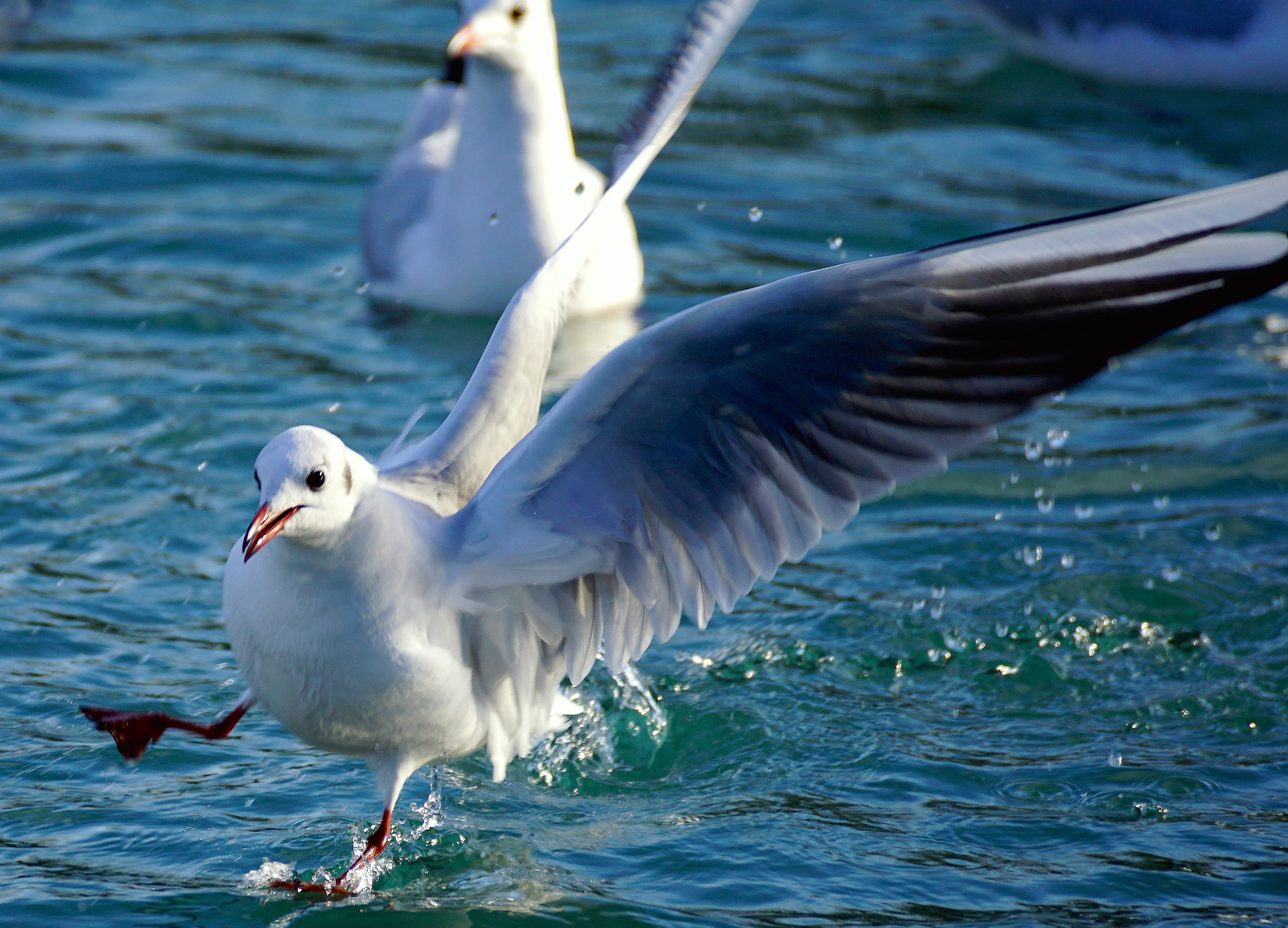 vertebrate, seagull, motion, water, two animals, one animal, land, birds, nature, day, plumage, sea, group of animals, approach, lake, no people, water bird, HD Wallpaper