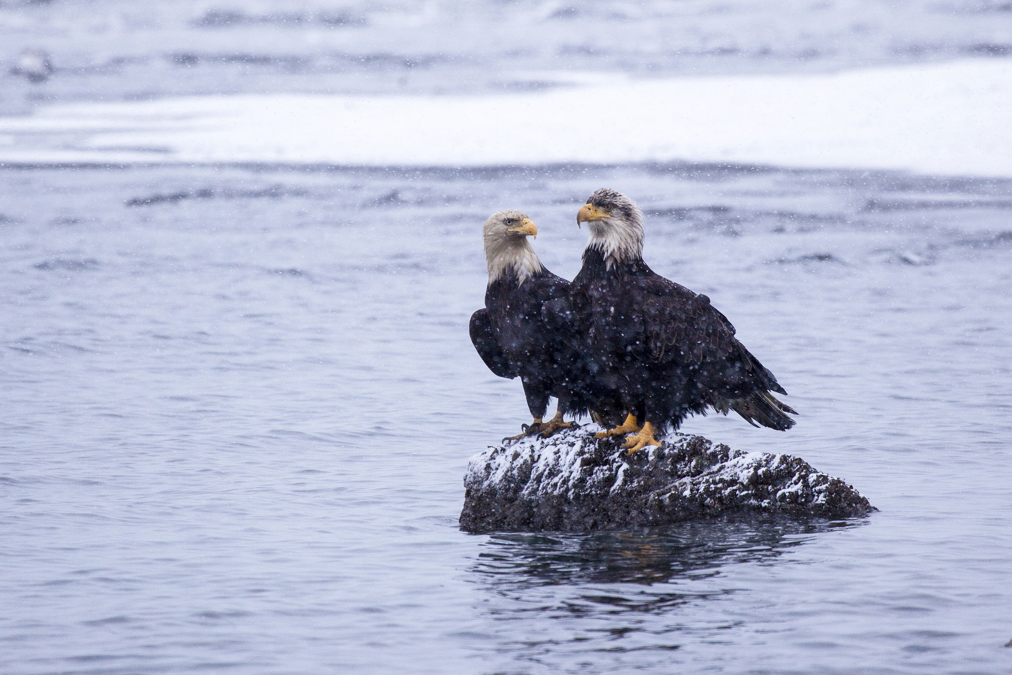 eagle, Kachemak, 1080P, Bay, water, snow, Stone, bird, winter, Alaska, HD Wallpaper