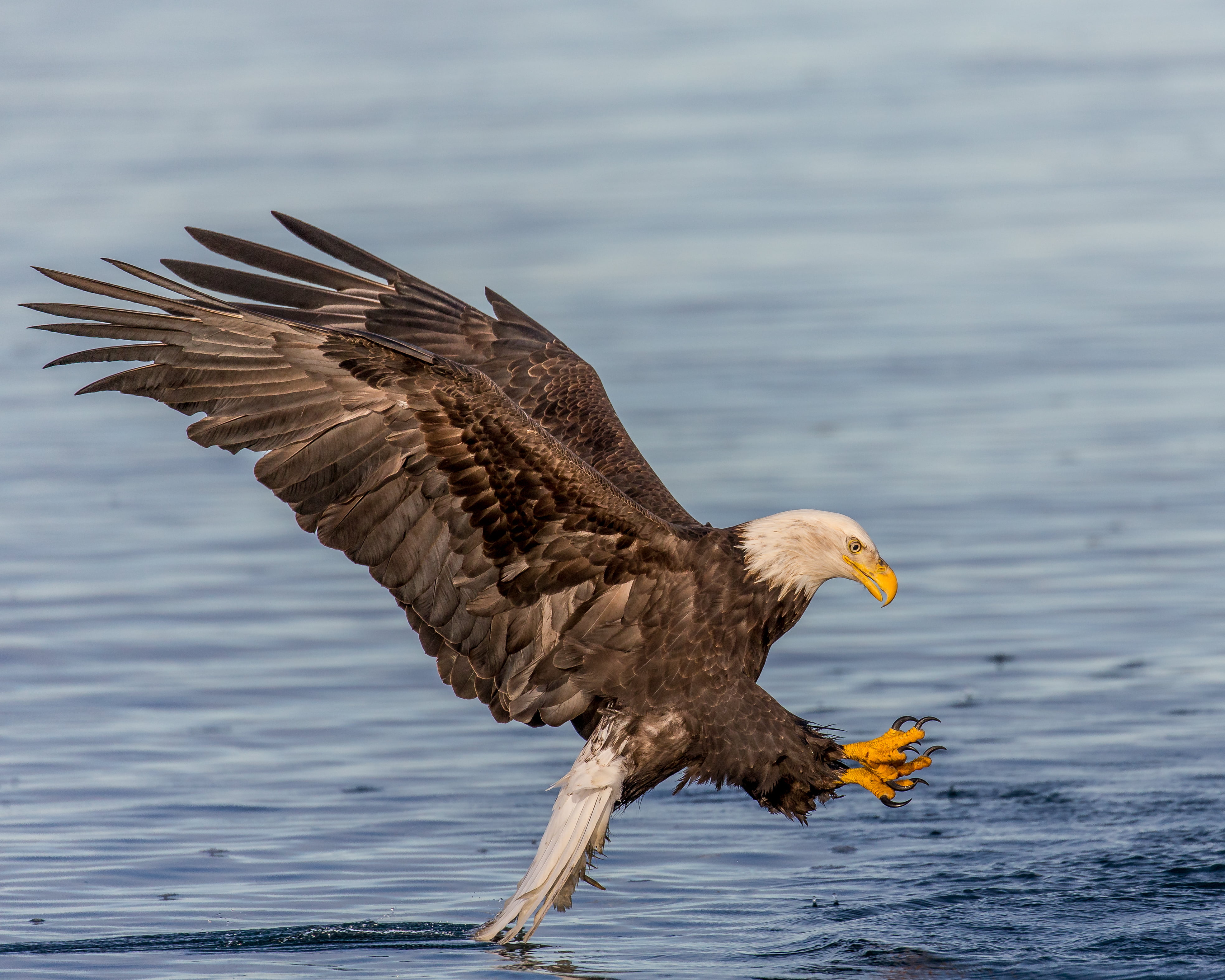 Kachemak Bay, near, eagle - Bird, Fishing, uSA, bird, nature, animal, 4K, Lens, beak, water, surface, Bald Eagle, bald, feet, water surface, animals In The Wild, HD Wallpaper