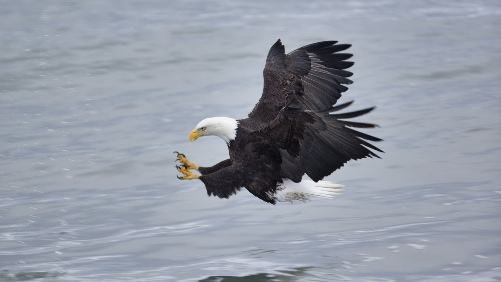 art, world, x, bald, homer, animals, eagles, 1080P, hd, Alaska, fishing, fish, HD Wallpaper