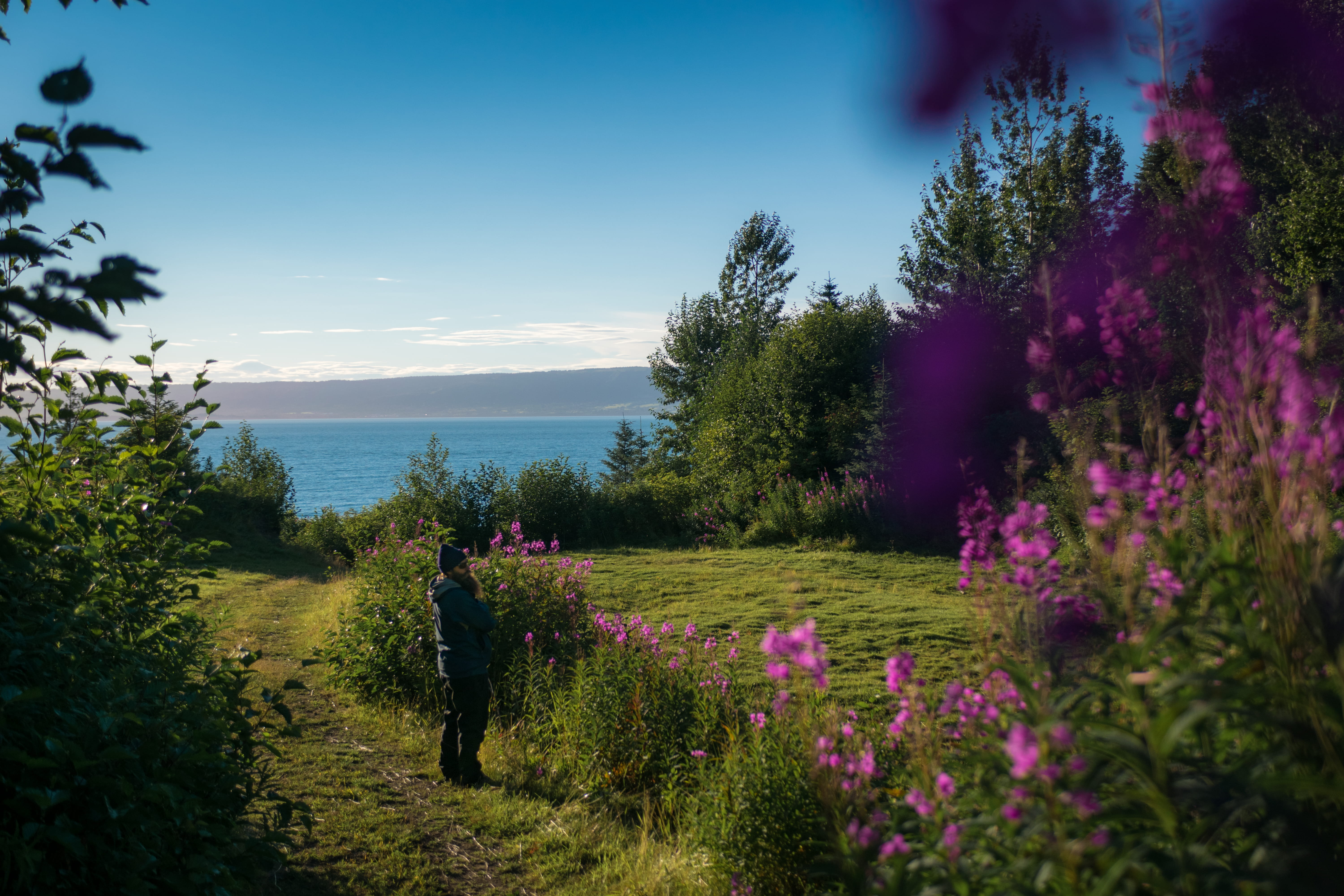 real people, hiking, scenics - nature, halibut, halibut cove, man, plant, fireweed, outdoors, weeds, summer, beauty in nature, united states, alaska, alaska man, HD Wallpaper