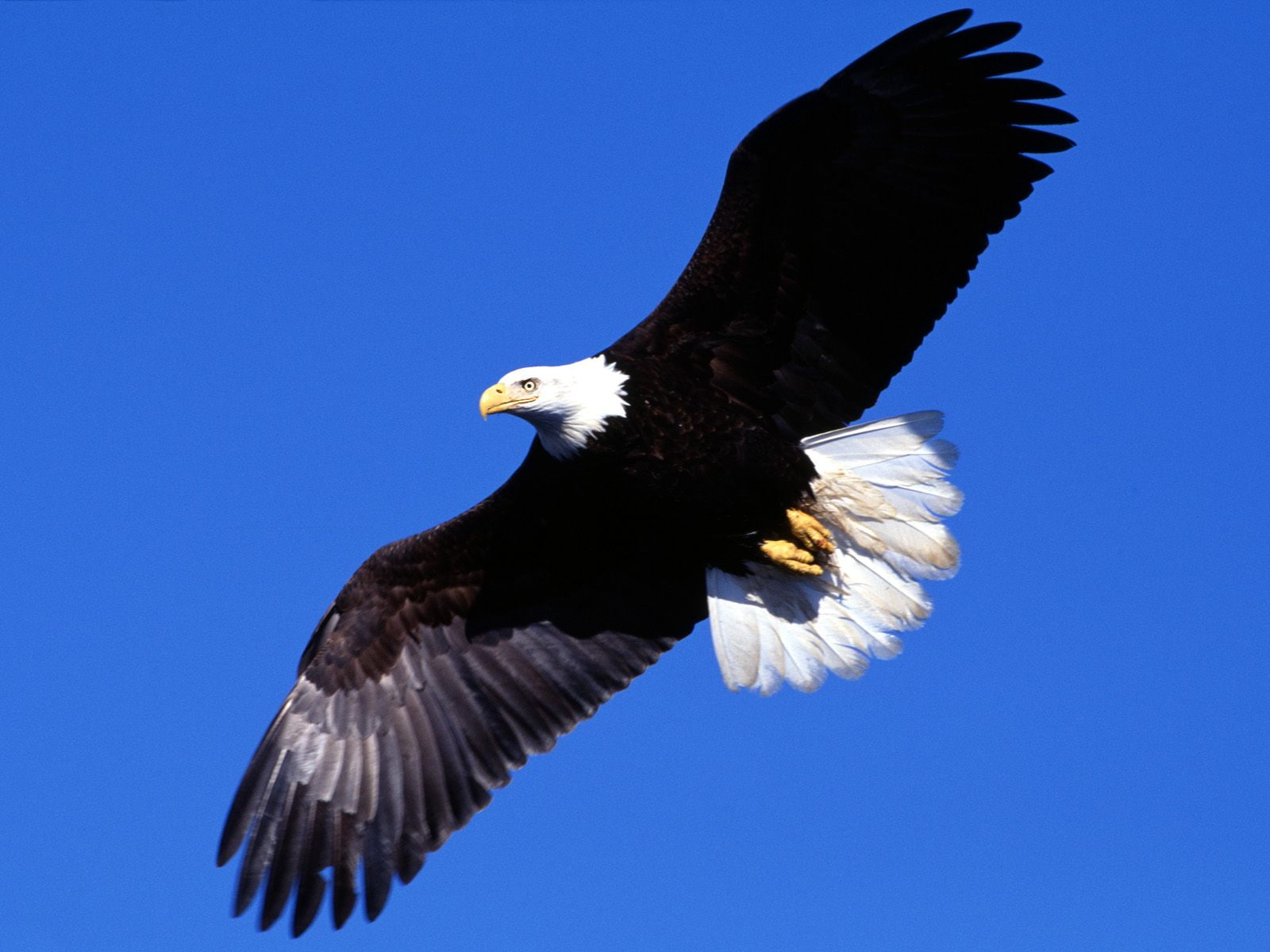 720P, soaring, liberty, HD Wallpaper