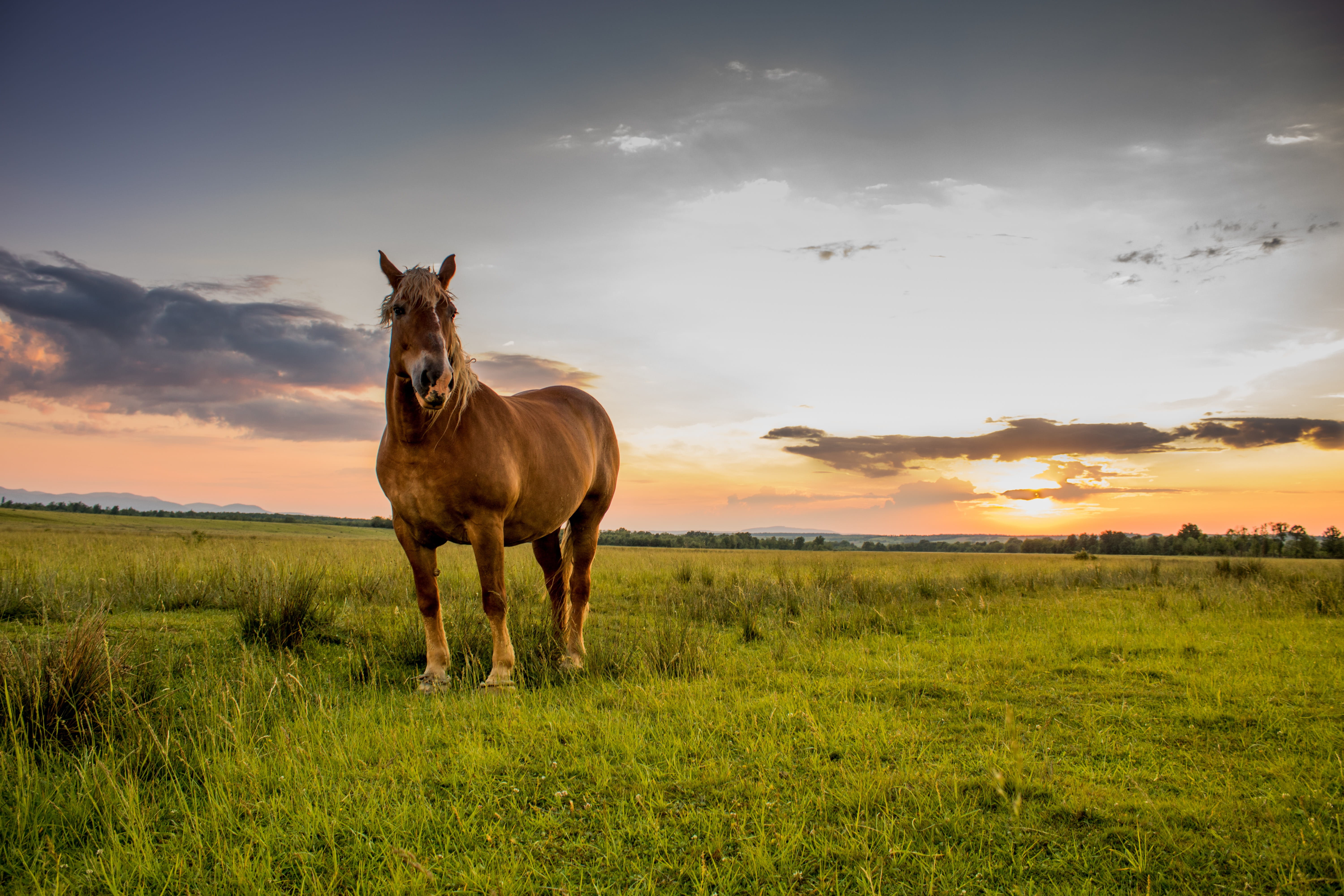 sky, nici, camp, natura, pets, domestic animals, orange, frumusete, verde, plant, brown, animal themes, domestic, cloud - sky, no people, vertebrate, field, HD Wallpaper