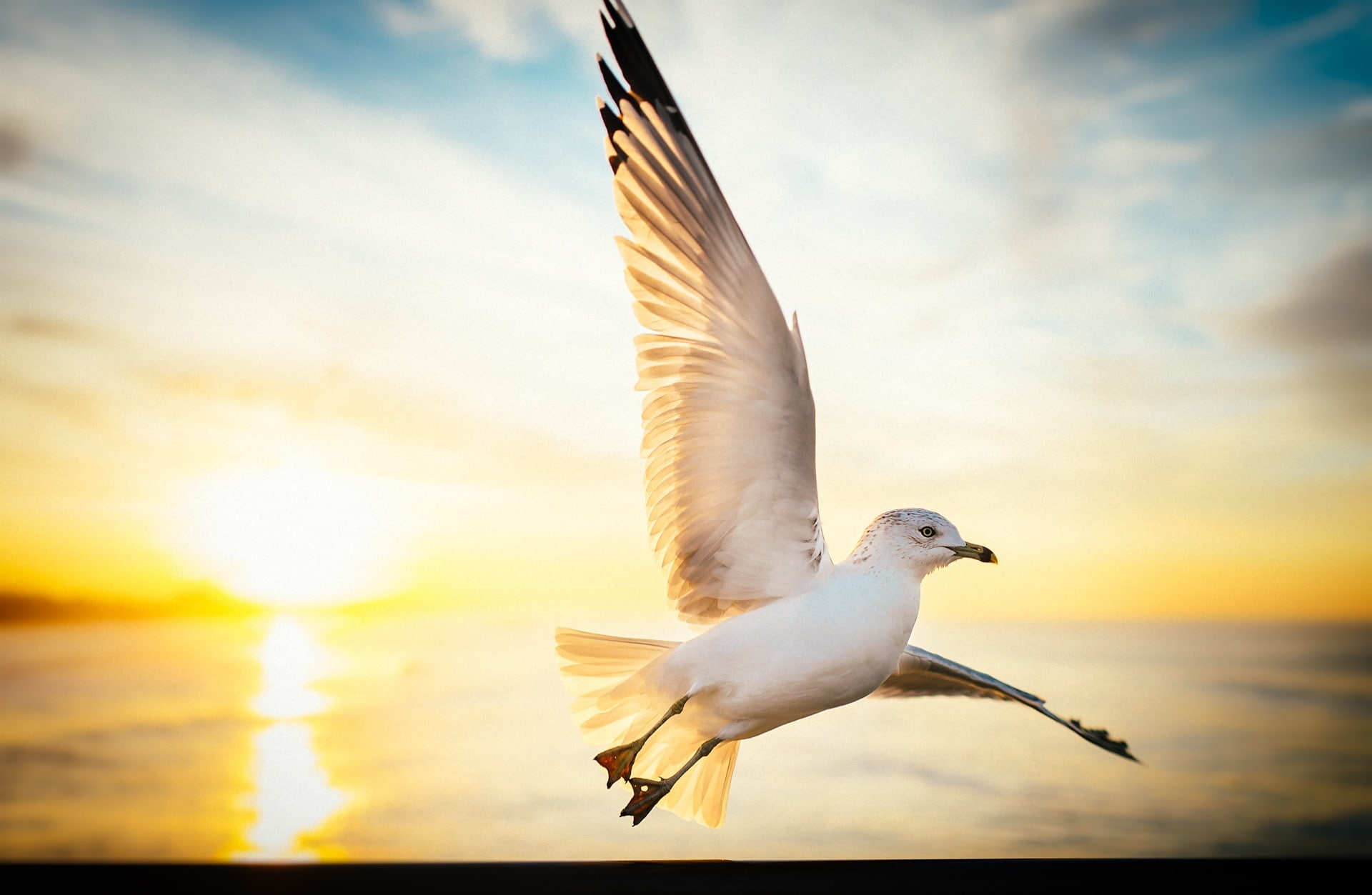 motion, spread wings, Birds, outdoors, animal, Animals, animal wildlife, California, beauty in nature, animal wing, animals in the wild, 35mm, Bird, animal themes, HD Wallpaper