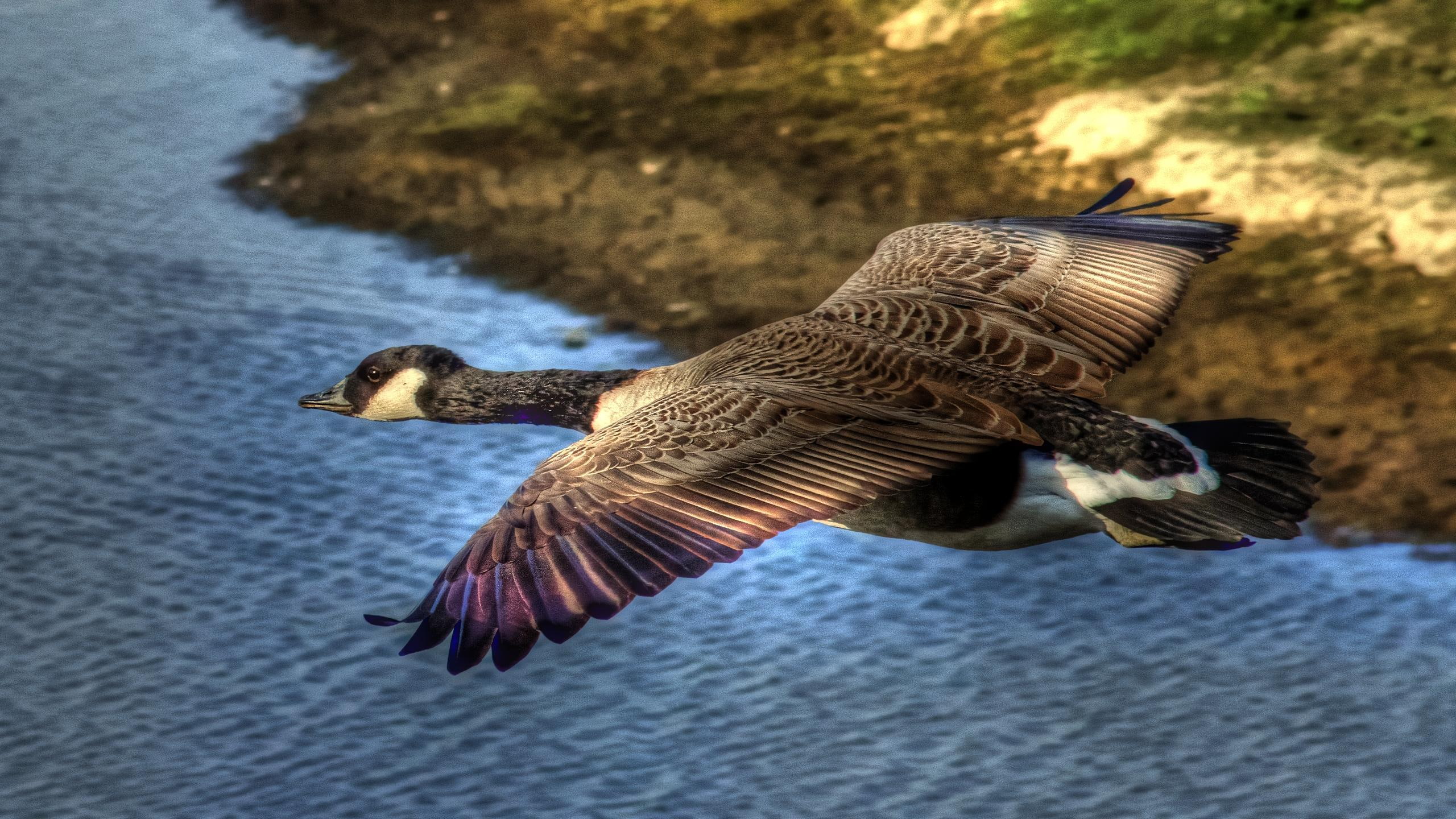 soaring, animals, colorful, flight, take, ger, 2K, flying, canada goose, HD Wallpaper