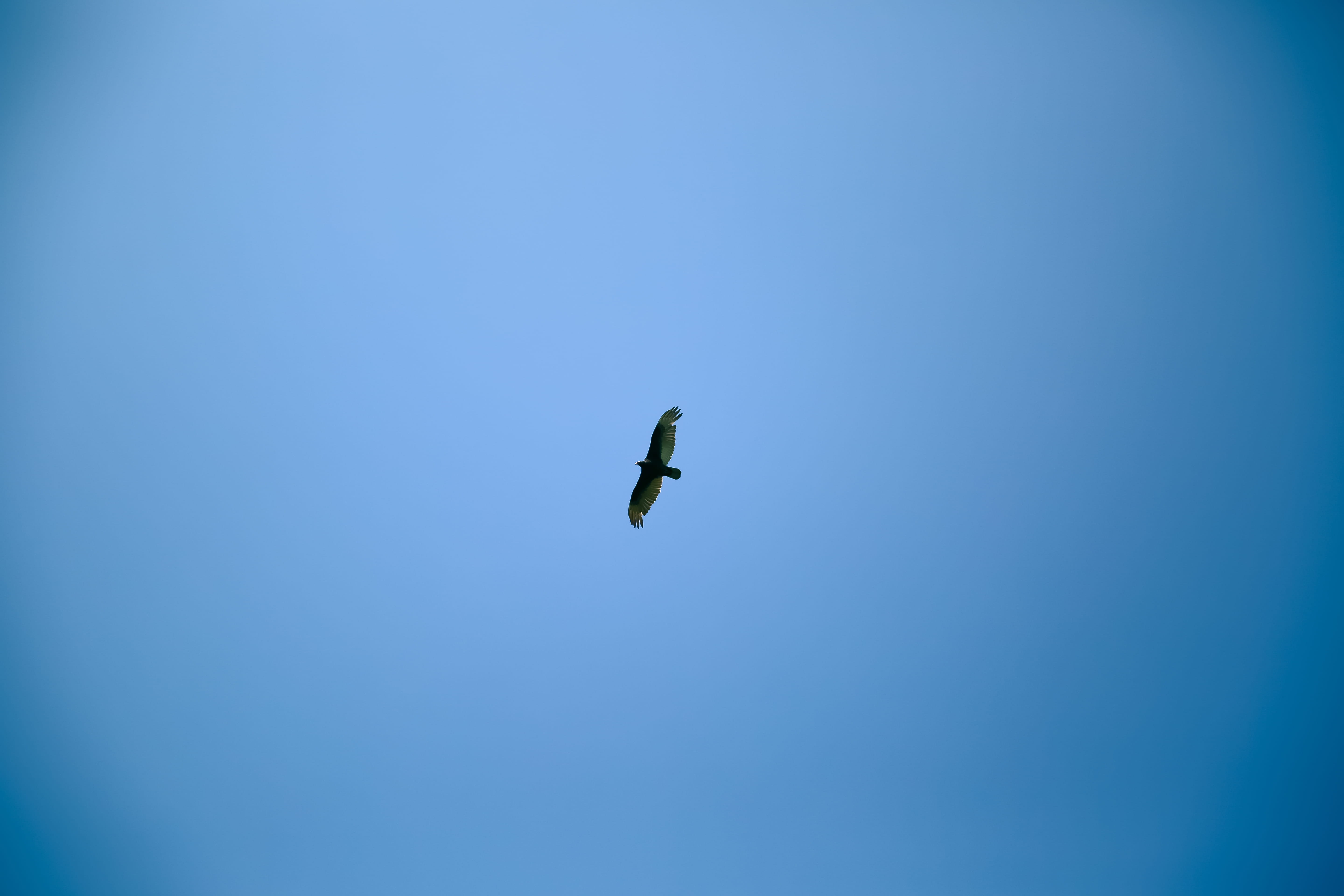 outdoors, low angle view, minimalist, copy space, bird, vertebrate, animal, simplicity, flying bird, clear sky, lonely, animal themes, distant, animal wildlife, HD Wallpaper