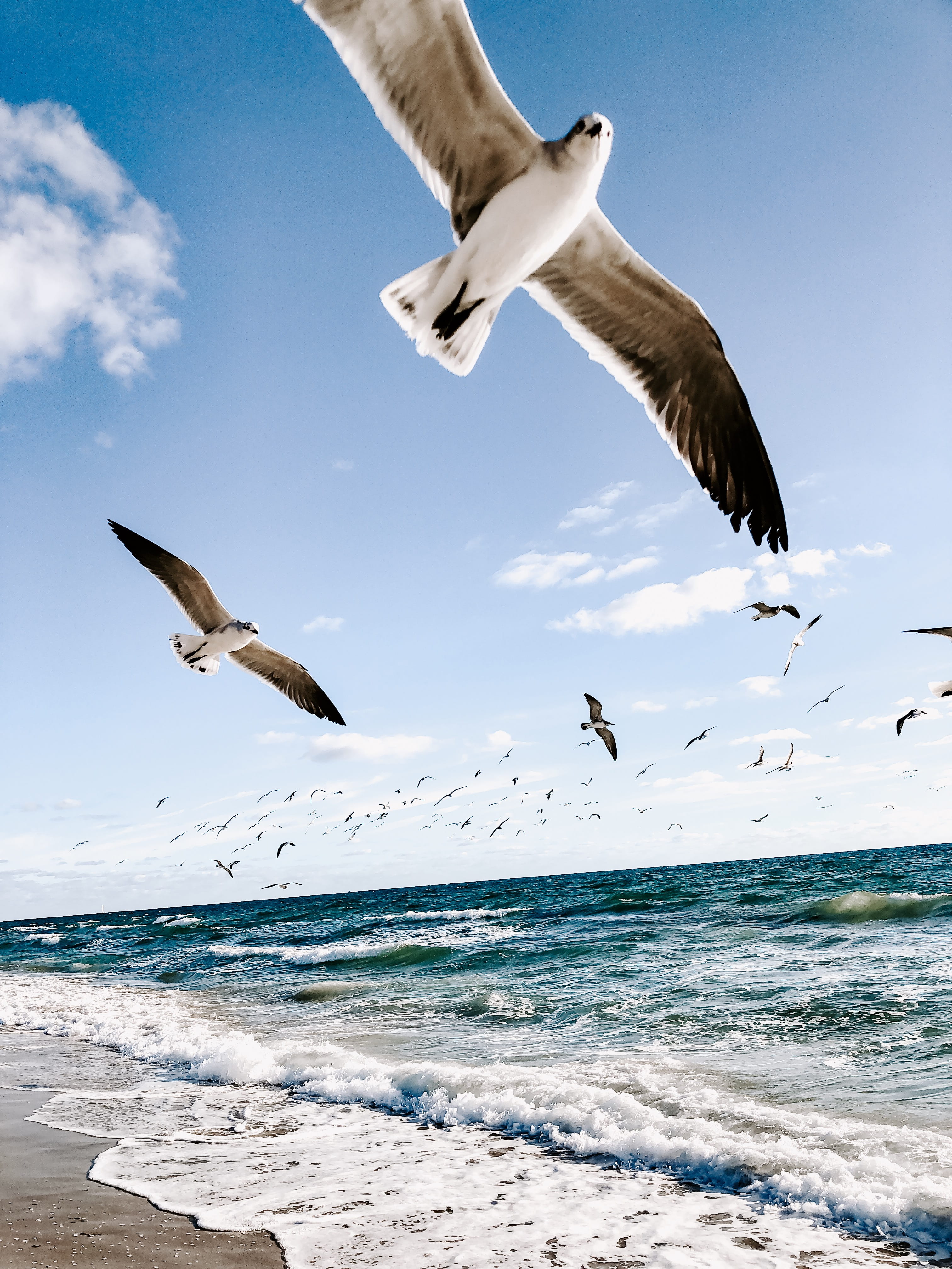 animal wildlife, outdoors, flying, no people, horizon, group of animals, soar, daylight, beach, seabird, waves, water, spread wings, animal themes, ocean, Phone HD Wallpaper