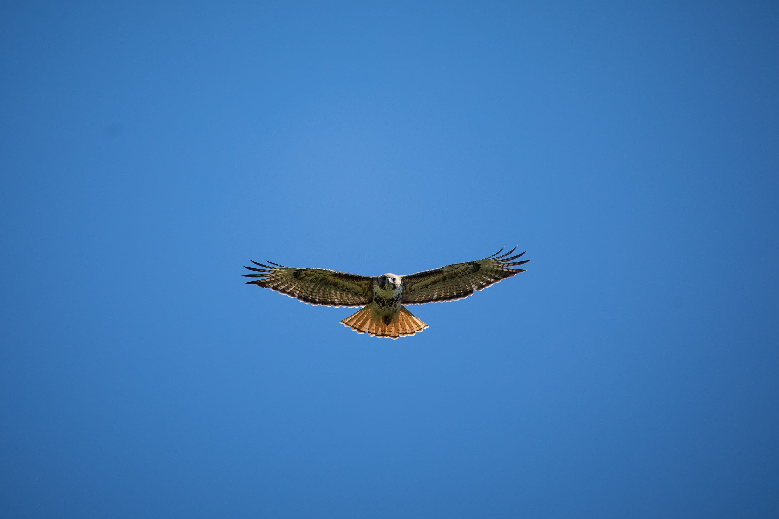 outdoors, 2K, freedom, animal wing, vertebrate, spread wings, hawk, one animal, mid-air, animal body part, buteo jamaicensis, bird, carnivore, red, animal themes, HD Wallpaper