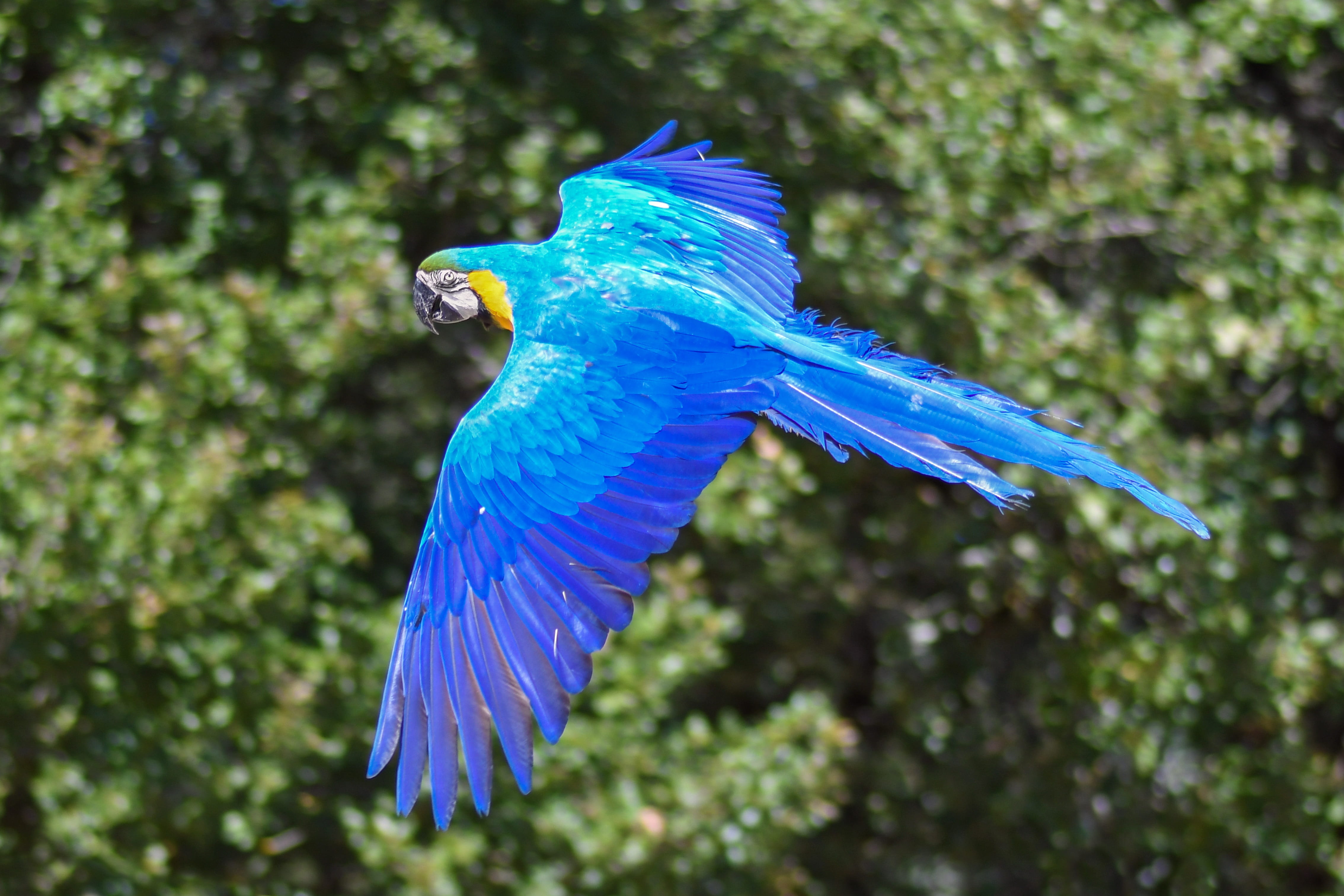 photography, flying, nature, animals in the wild, mid-air, focus, no people, beauty in nature, spread wings, outdoors, 4K, green, blue, focus on foreground, HD Wallpaper