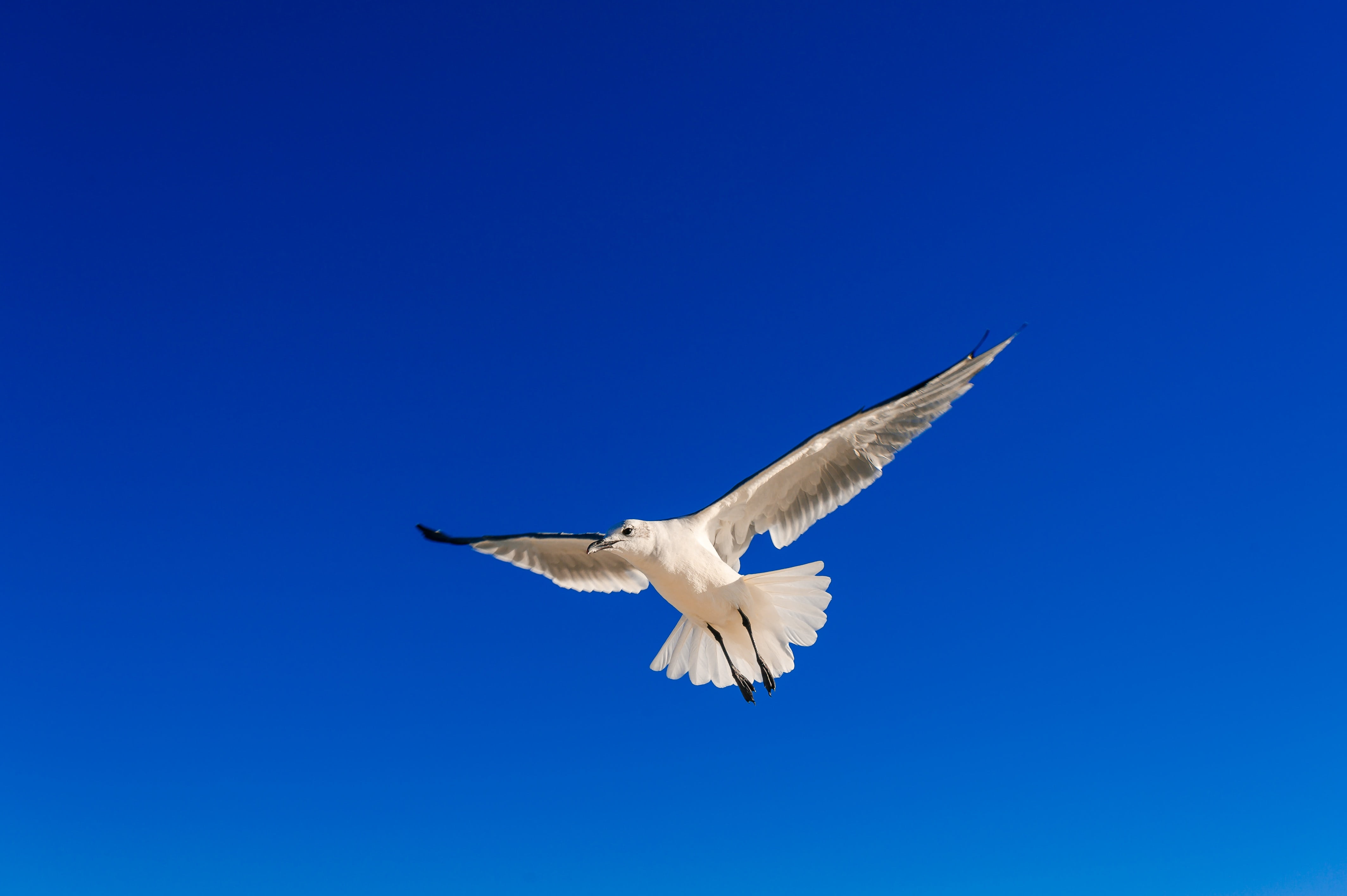 sea, blue sky, mid-air, nature, clear sky, day, beauty in nature, outdoors, spread wings, blue, animal wildlife, wind, freedom, flying, wing, vertebrate, HD Wallpaper