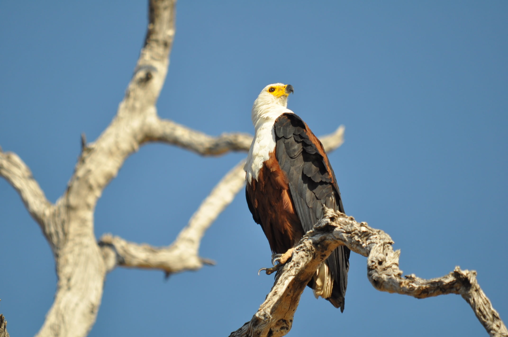 one animal, tree, feather, eye, white, low angle view, perching, 1080P, animal themes, face, animal, bald eagle, portrait, outdoors, predator, botswana, HD Wallpaper