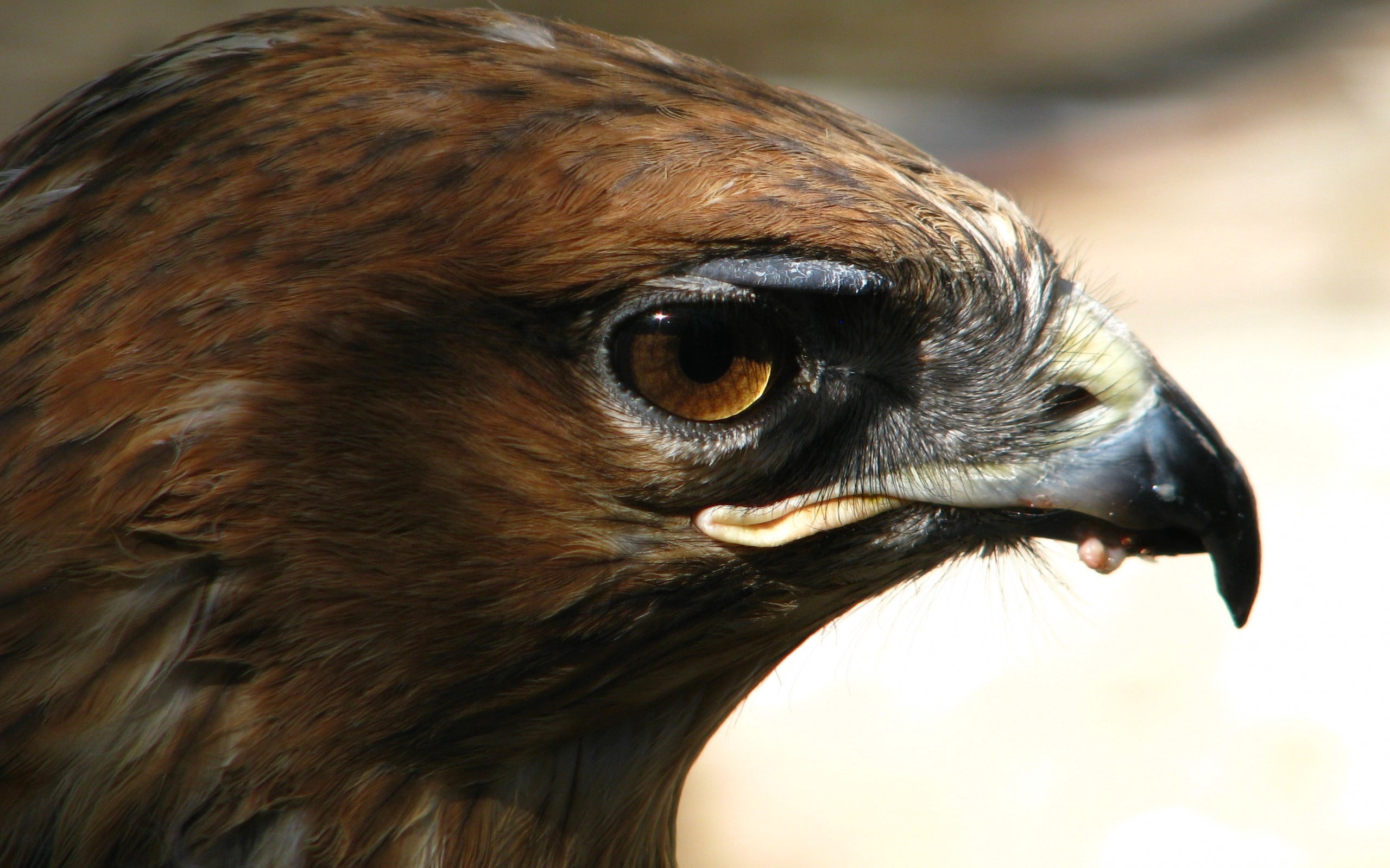 bird, predator, face, eagle, 2K, beak, HD Wallpaper