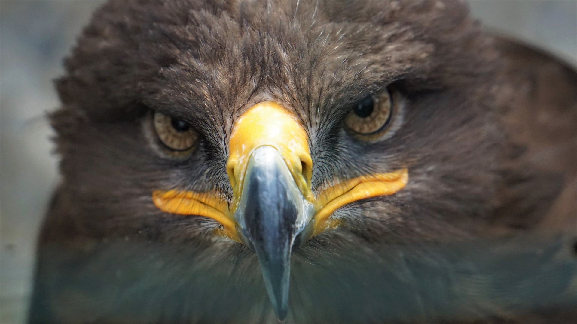 Birds, Beak, Close-Up, Eagle, Face, Animal, Bird Of Prey, Golden Eagle, 1080P, HD Wallpaper