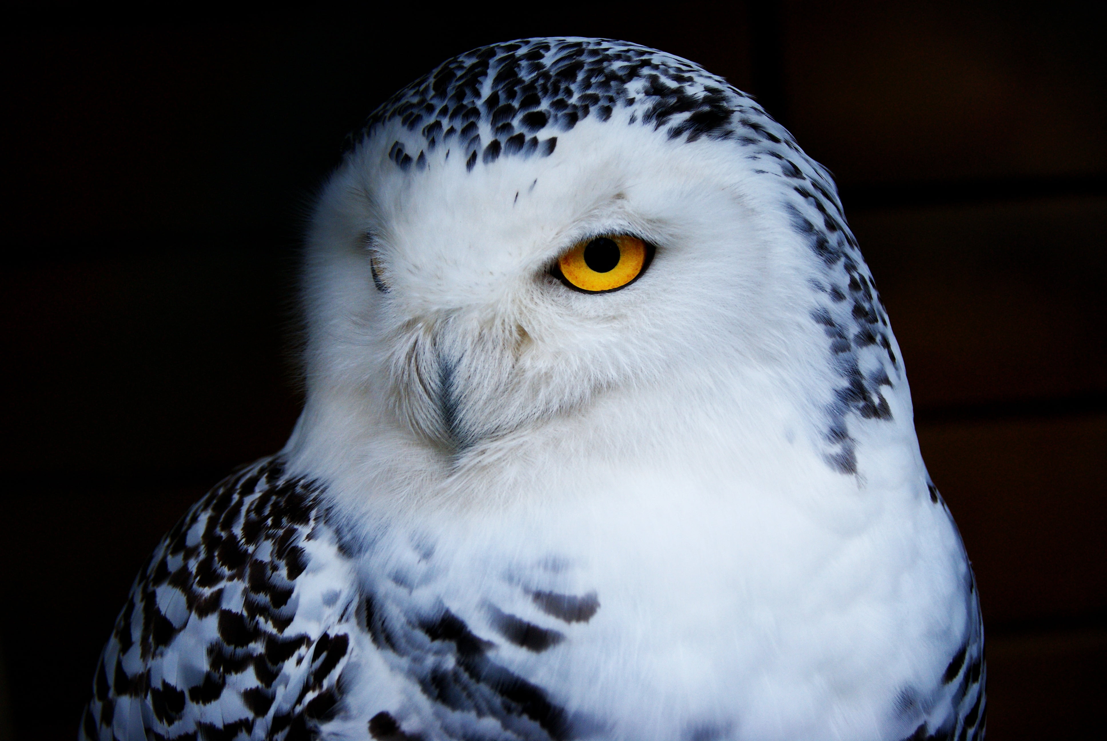 4K, black Color, staring, animal Head, yellow eyes, close-up, animal themes, outdoors, animals Hunting, vertebrate, carnivore, bird, owl, beak, feather, HD Wallpaper