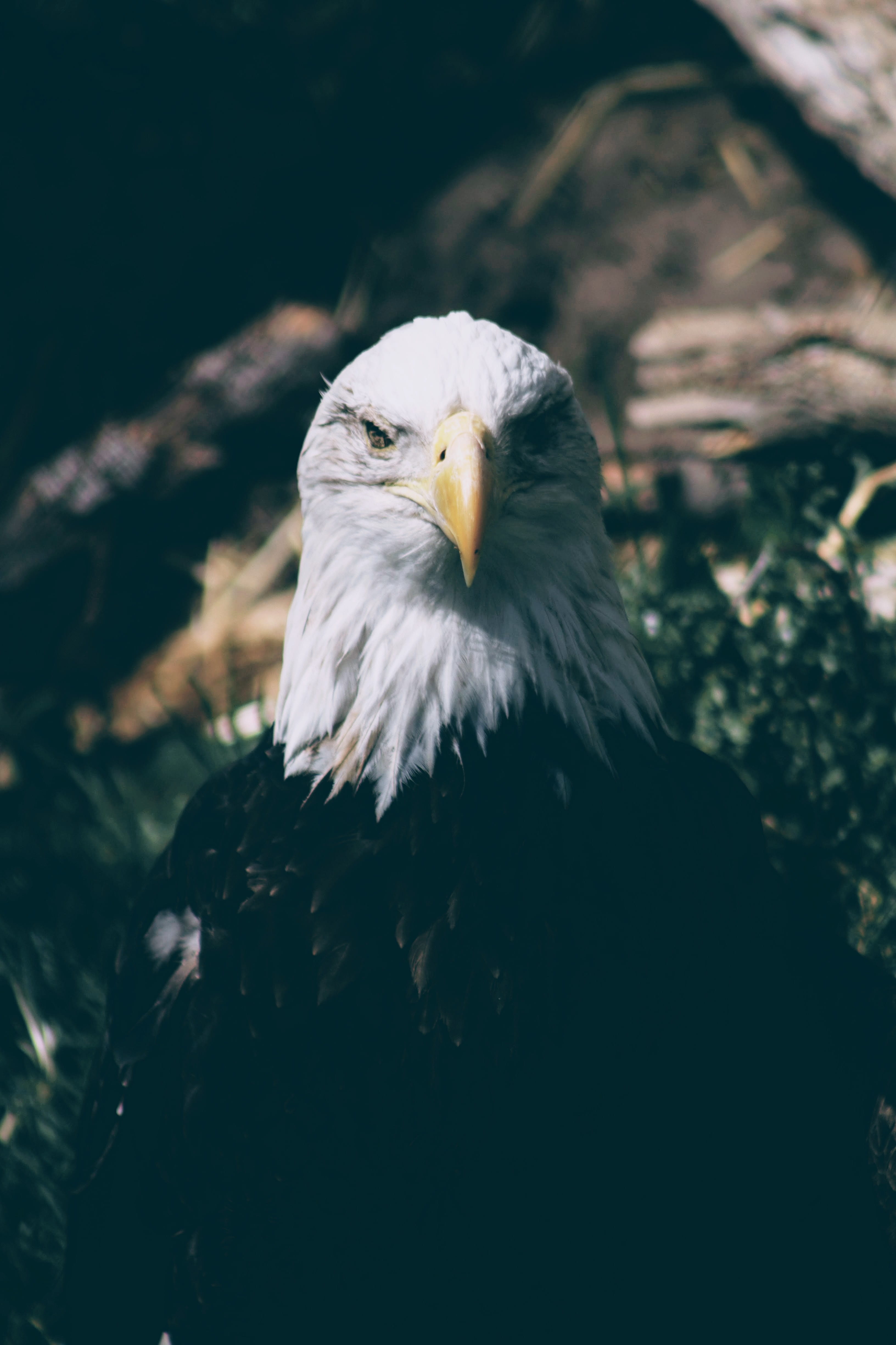 bald, bald eagle, no people, outdoors, eagle face, wildlife, bird, nature, macro, eagle beak, beak, front view, day, animal head, eagle - bird, selective, Phone HD Wallpaper