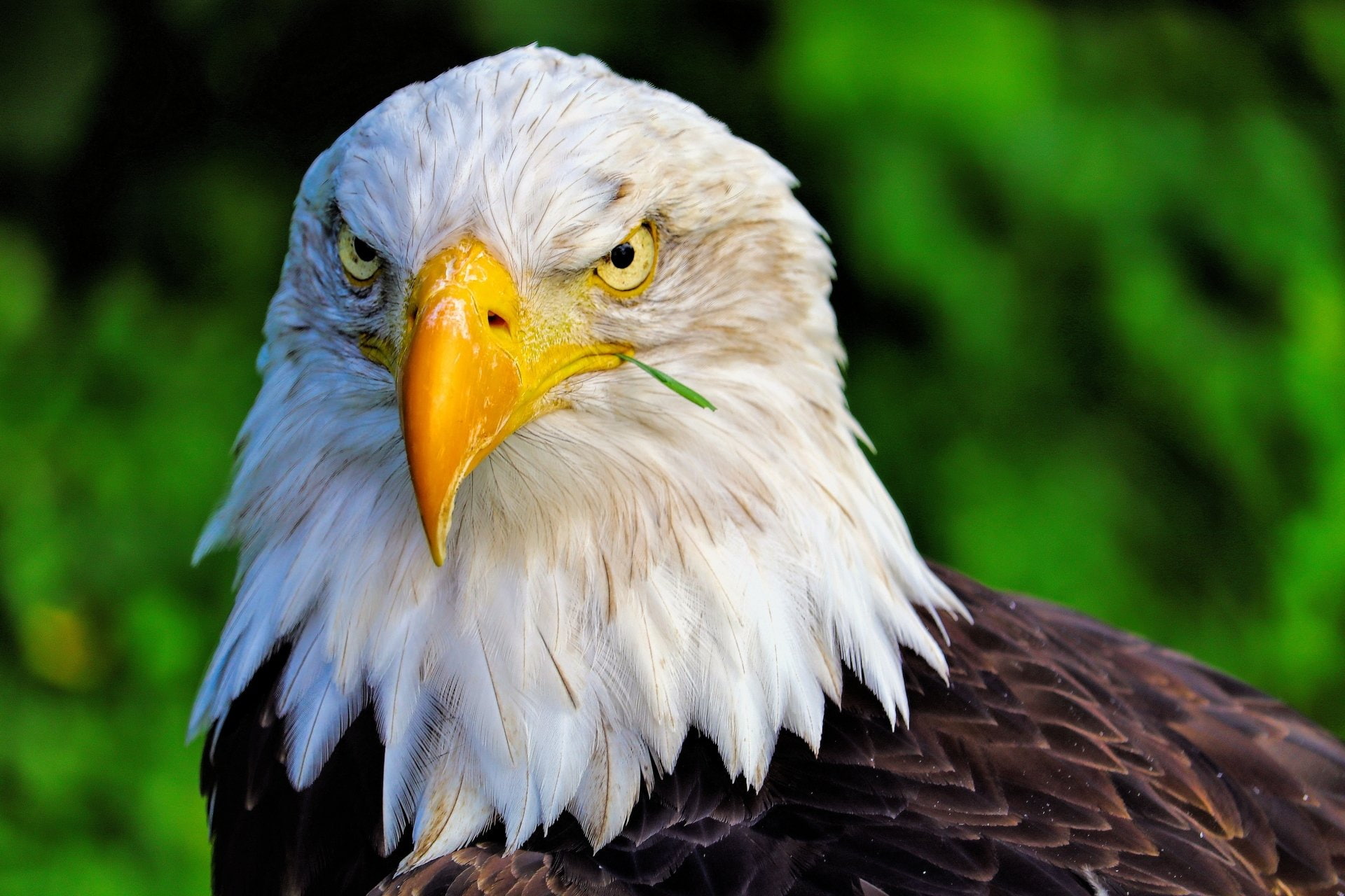 Bird, Birds, Eagle, Face, Bird Of Prey, Animal, Beak, 1080P, Bald Eagle, HD Wallpaper