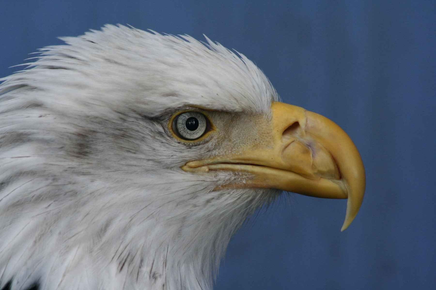 side view, bird, one animal, animal eye, bird of prey, birds, Bald, animals in the wild, animal body part, feather, no people, animal themes, animal wildlife, HD Wallpaper