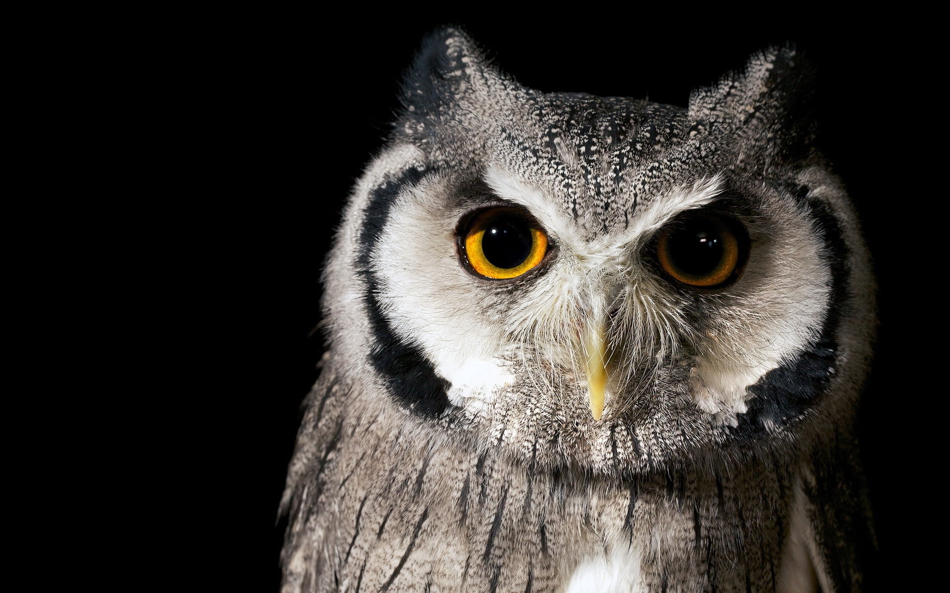 close-up, 1080P, vertebrate, human Face, portrait, feather, looking, beak, gray, background, animals In The Wild, night, nature, staring, animal themes, HD Wallpaper