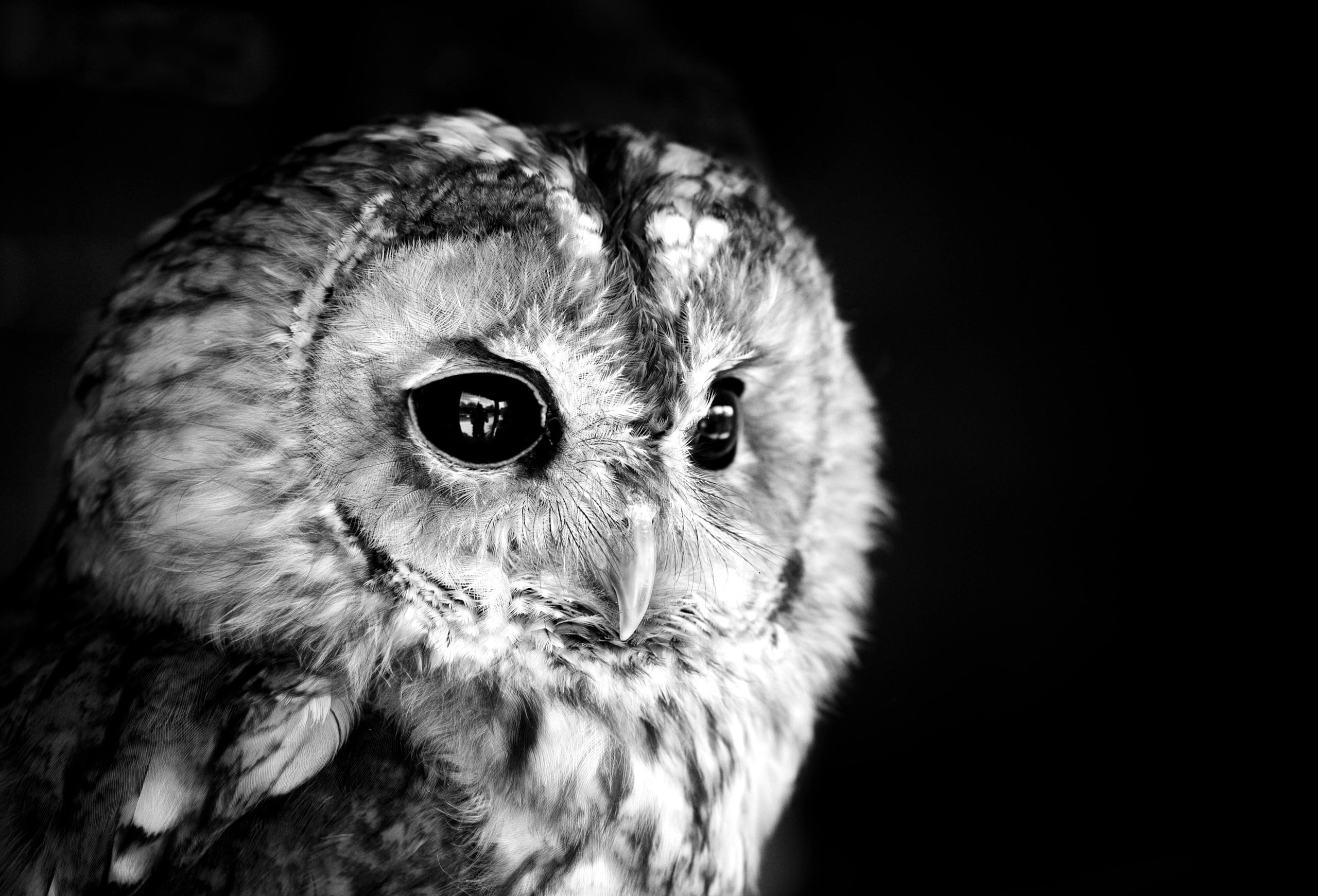 carnivore, focus on foreground, wildlife, looking at camera, gray, looking, eagle Owl, white, cute, animal Eye, studio shot, owl, black, animals In The Wild, HD Wallpaper