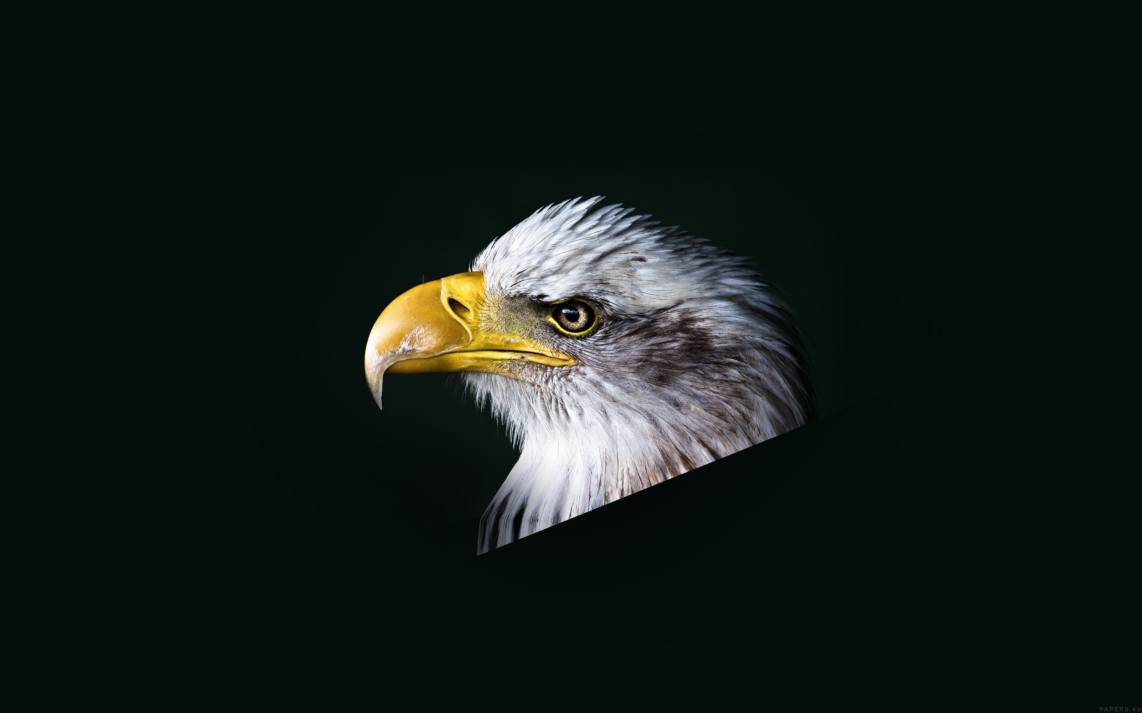 animal wildlife, dark, animal head, animal themes, 4K, studio shot, copy space, beak, close-up, bird, yellow, no people, one animal, eagle - bird, animal body part, HD Wallpaper