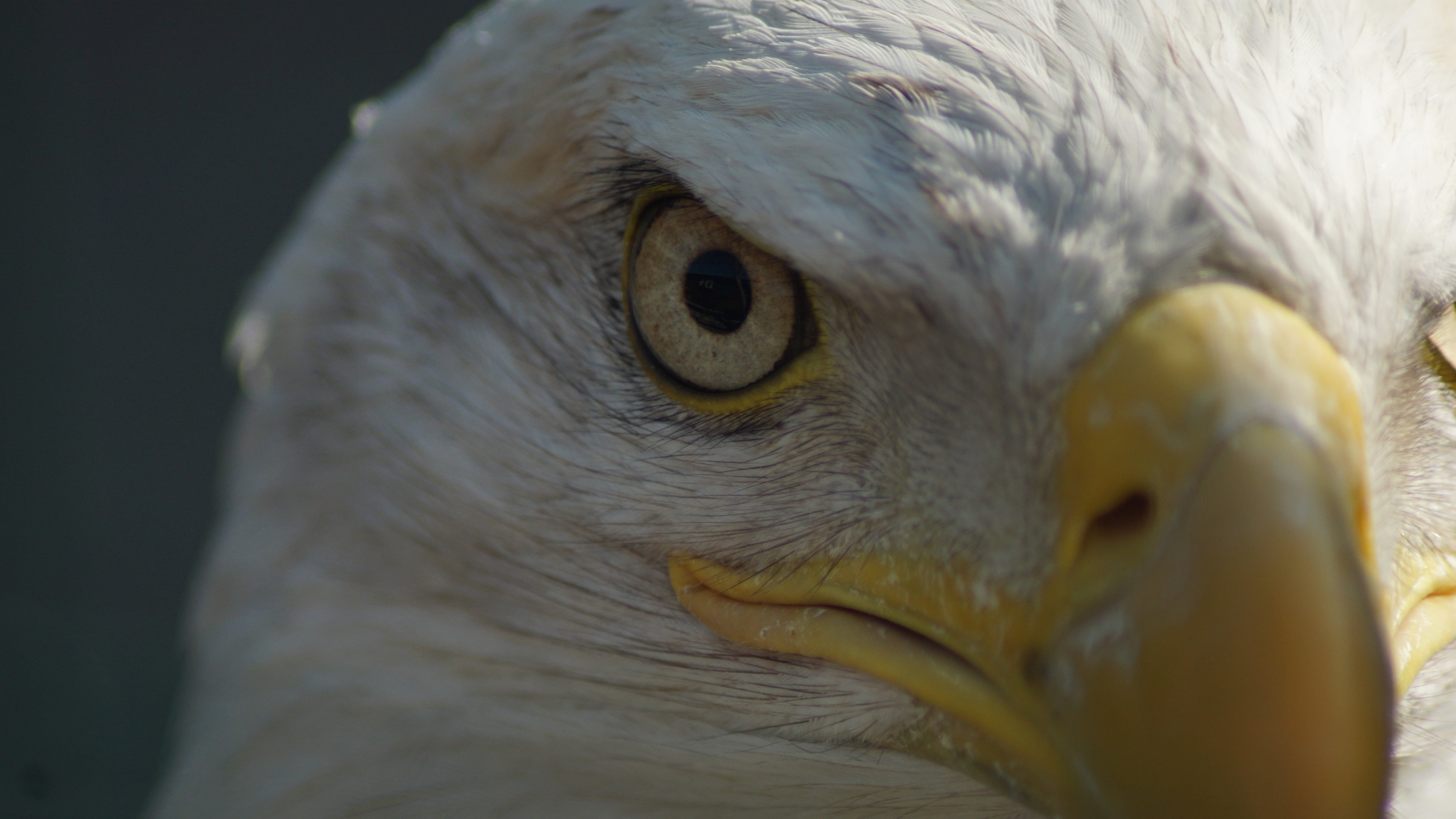 Eagle, 5K, Bald Eagle, Birds, Close-Up, Face, HD Wallpaper