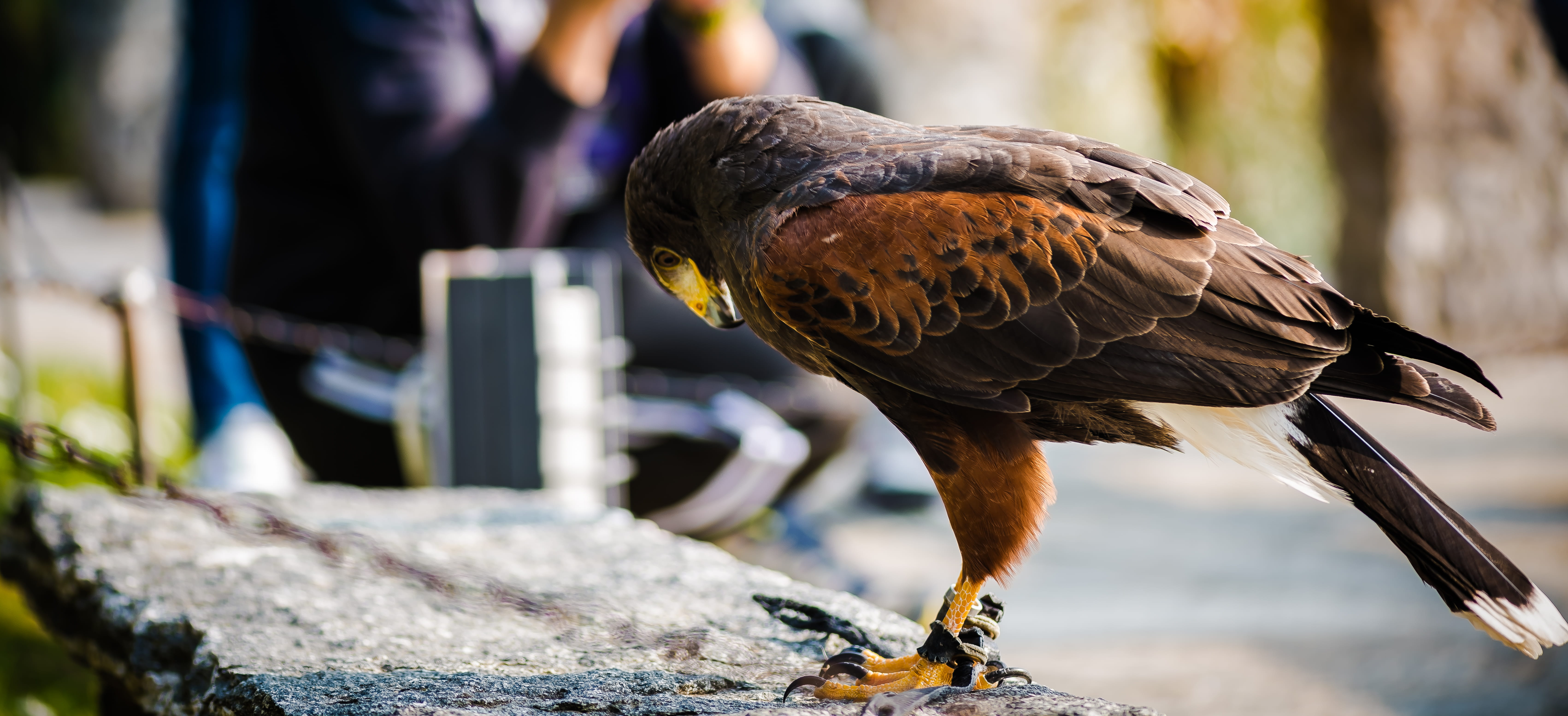 forest, beautiful, outdoors, perched, music, day, hawk, concrete, varenna, wing, vertebrate, one animal, italy, brown, people, body part, eagle, focus on foreground, HD Wallpaper