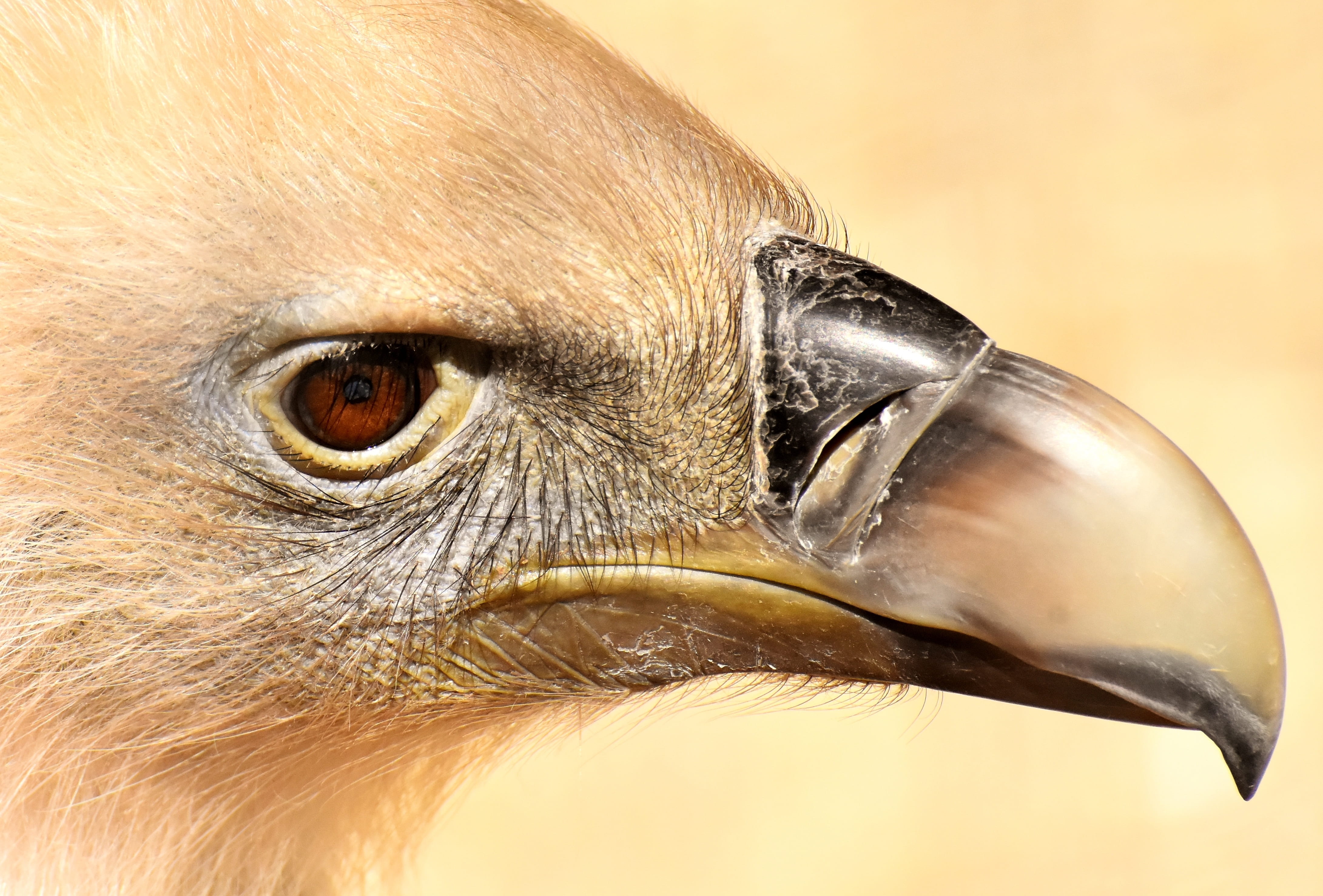 extreme close-up, plumage, scavengers, animals in the wild, bill, nature, day, eagle, one animal, animal eye, face, eye, animal head, no people, illustration, HD Wallpaper