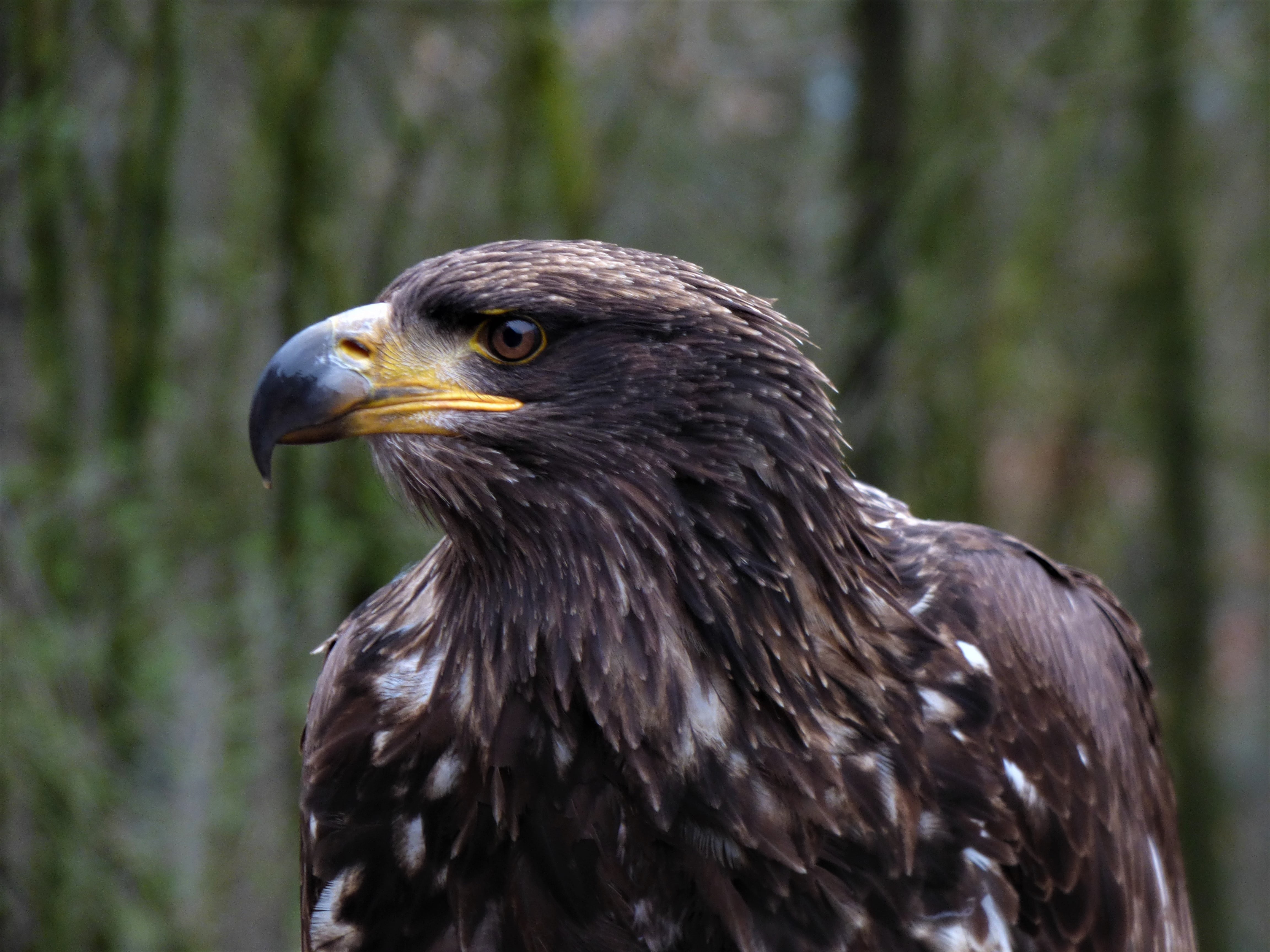 looking, animal body part, eagle, one animal, bird, expression, animal, close, vertebrate, animals in the wild, no people, raptor, animal eye, nature, close-up, HD Wallpaper