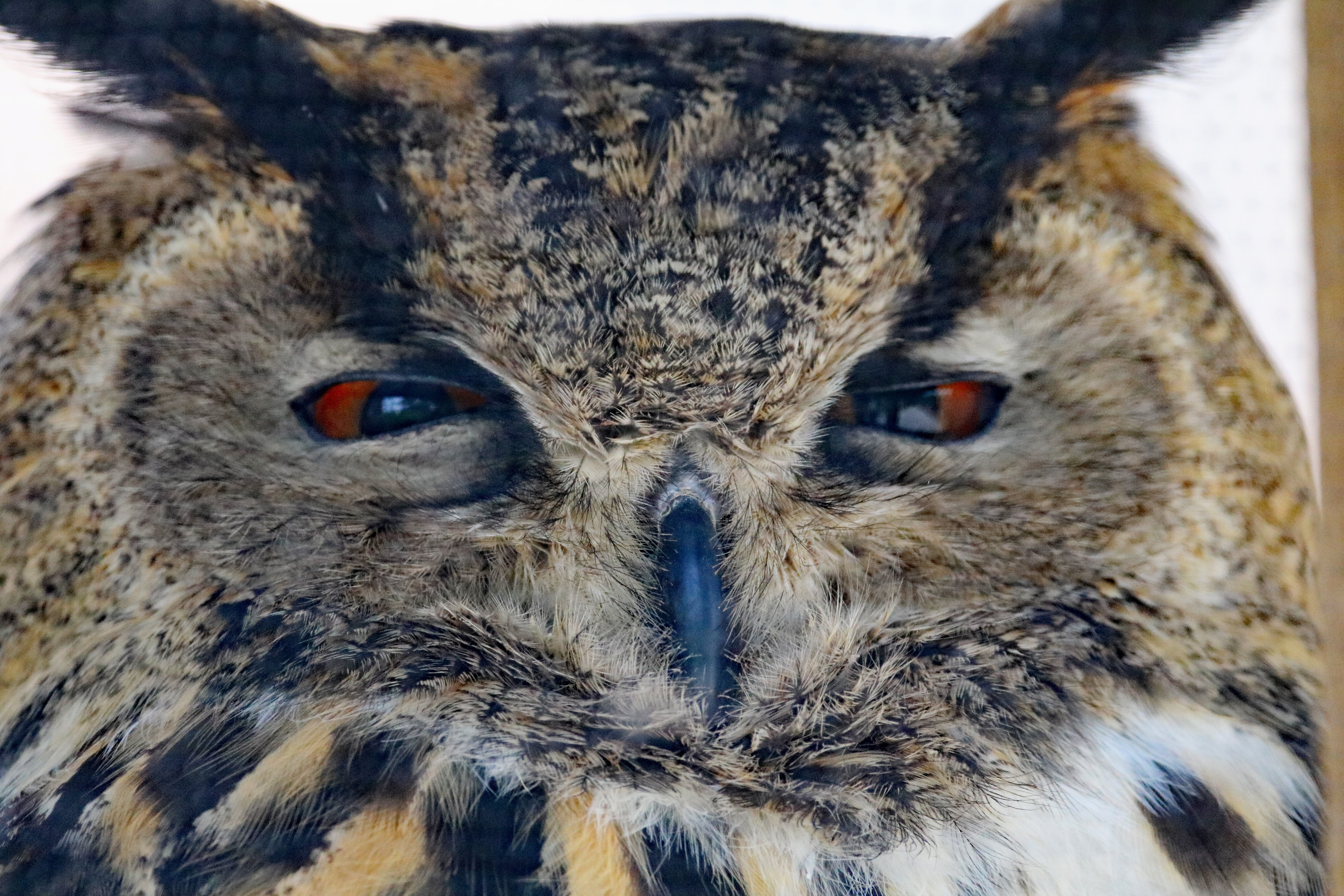 one animal, looking at camera, predator, photography, bird, close-up, animal body part, wildlife, eurasian eagle owl, eye, feather, nocturnal, animal eye, HD Wallpaper