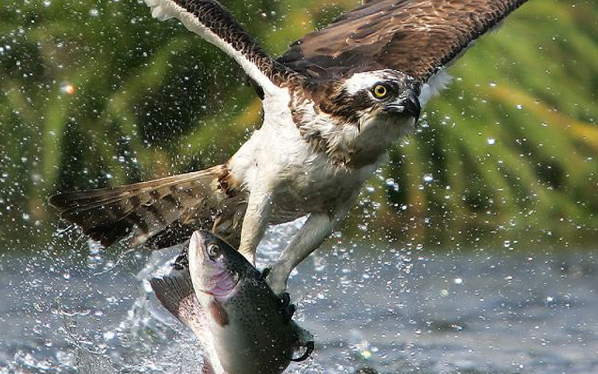 fishes, eagle, splash, animals, raptor, lakes, nature, hunt, face, feather, birds, rivers, golden, predator, fly, wings, flight, eyes, drops, water, wildlife, HD Wallpaper