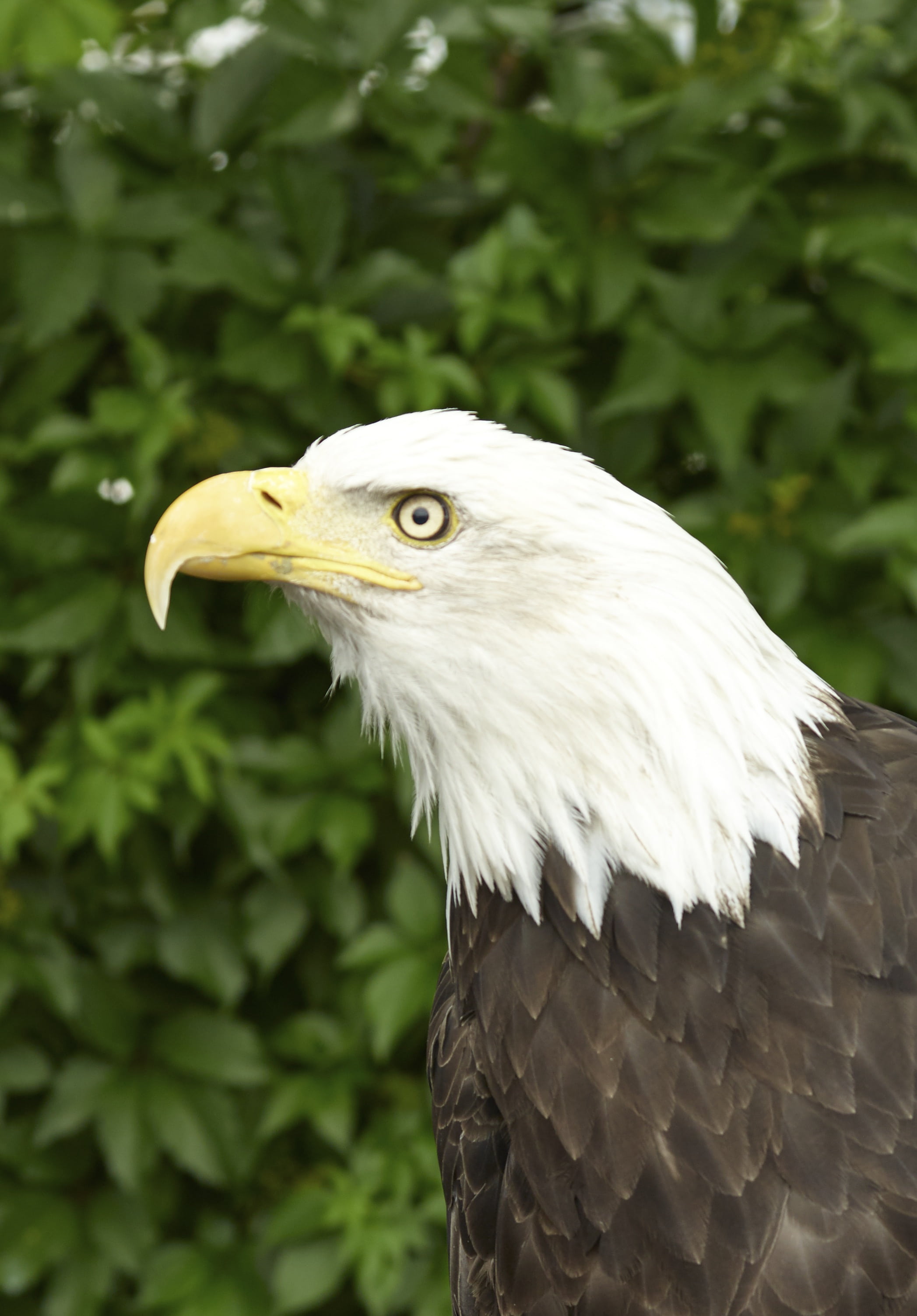 white head, eagle, eagle - Bird, animals In The Wild, side, animal portrait, bird, feather, plumage, day, bird of Prey, face, animal wildlife, national bird, Phone HD Wallpaper