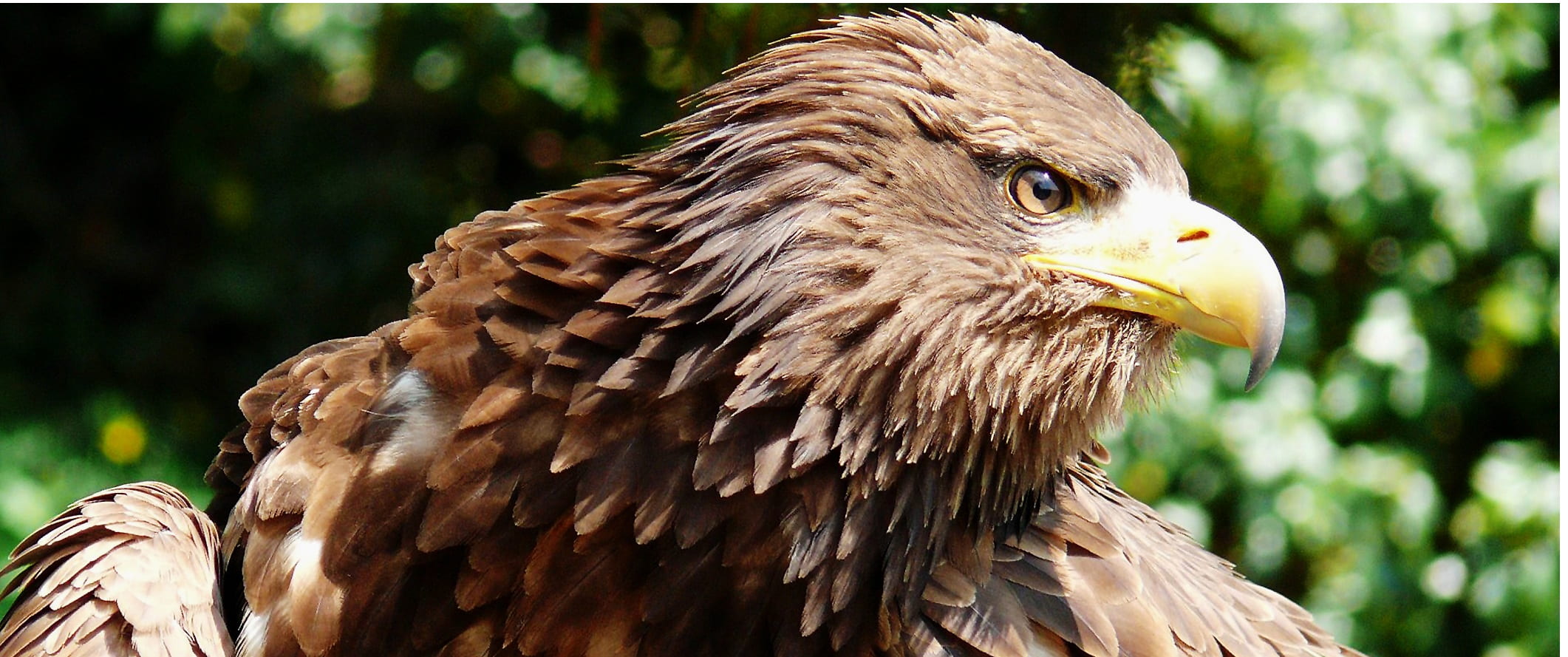 adler, animal head, bald eagle, beak, force, one animal, bird, focus on foreground, day, bill, sky, nature, powerful, animal themes, falcon - bird, handsome, HD Wallpaper