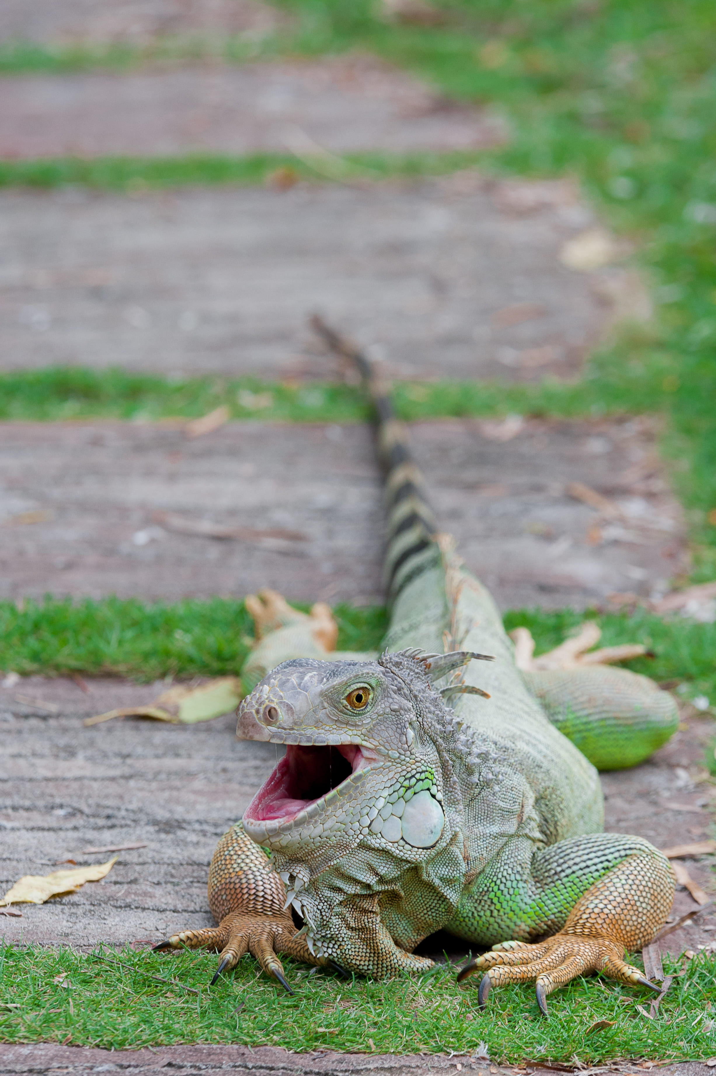 nikon, green, field, footpath, saliva, lizard, vertebrate, day, afternoon, animal, animals in the wild, d700, iguana, mouth open, land, grass, davao, 2K, Phone HD Wallpaper