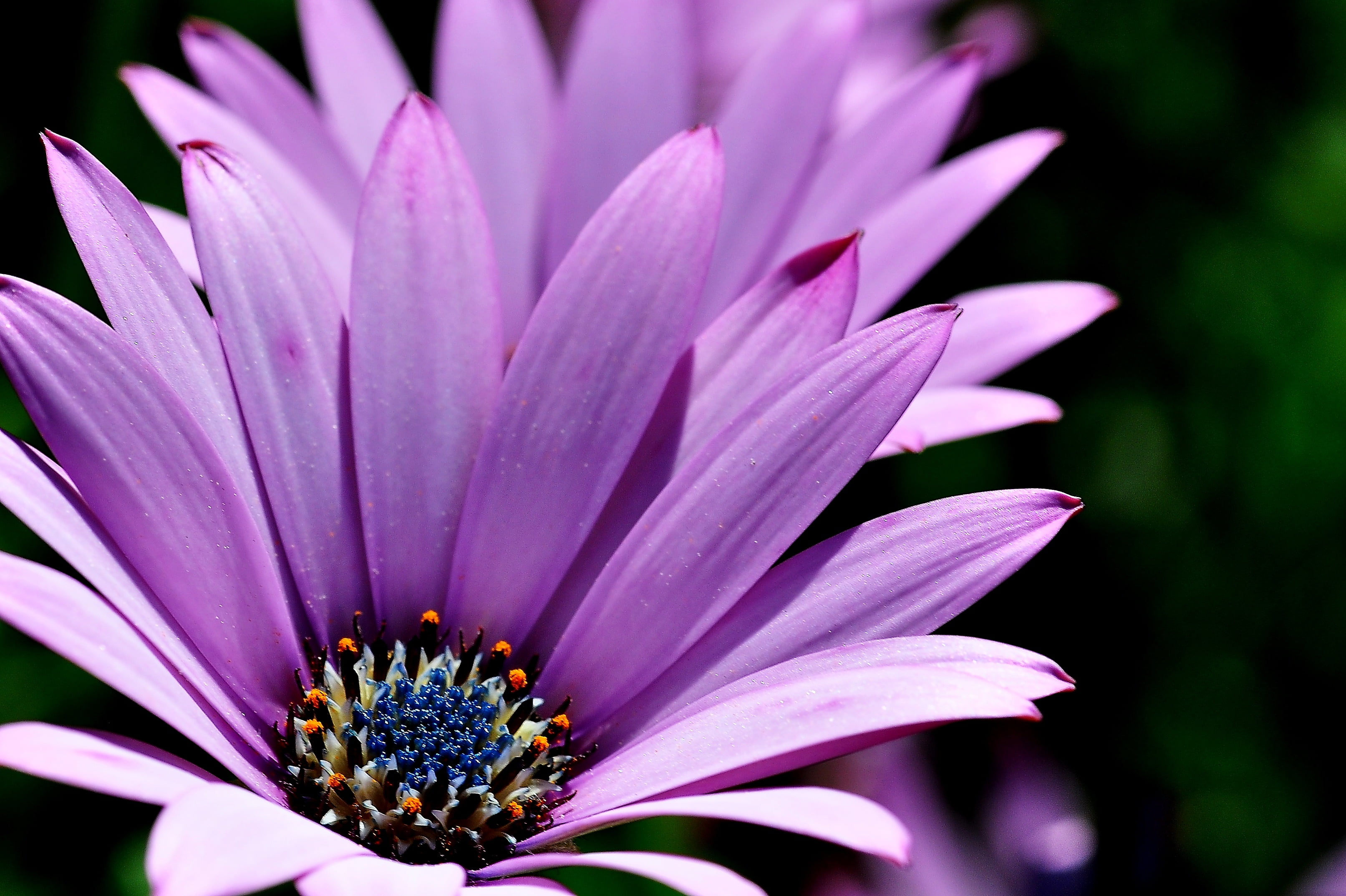 España, Photo, close, Nikon D90, close-up, 105mm, flower Head, macro, plant, water Lily, summer, 2K, nature, Sigma, Pontevedra, beauty In Nature, petal, HD Wallpaper