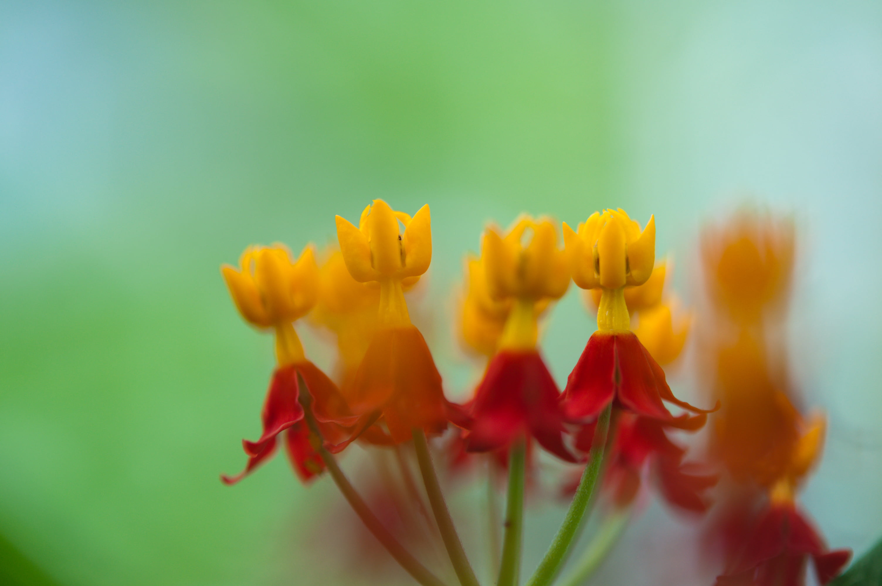 東京, springtime, red, close-up, Mexican, macro, Milkweed, Medical, asclepias, flower Head, マクロ, 綠色, Nikon  D90, Butterfly Weed, 赤, 绿色, petal, ボケ, flowers, HD Wallpaper