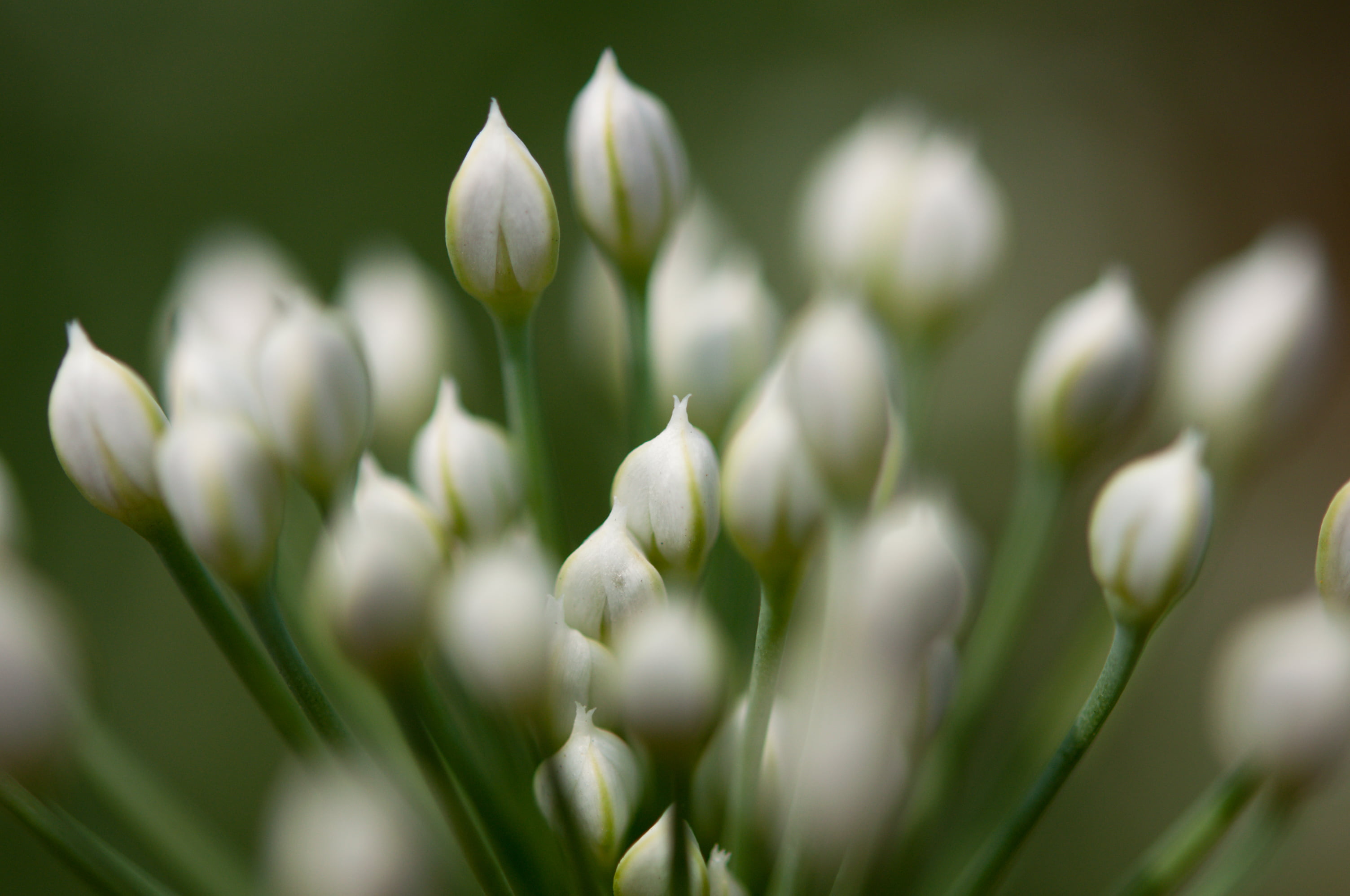 緑, 韭菜, Garlic chives, petal, un, ボケ, 韮  韭, bloom, flowers, freshness, Medical, Nikon  D90, photo, springtime, nature, photography, tulip, Chinese leek, HD Wallpaper