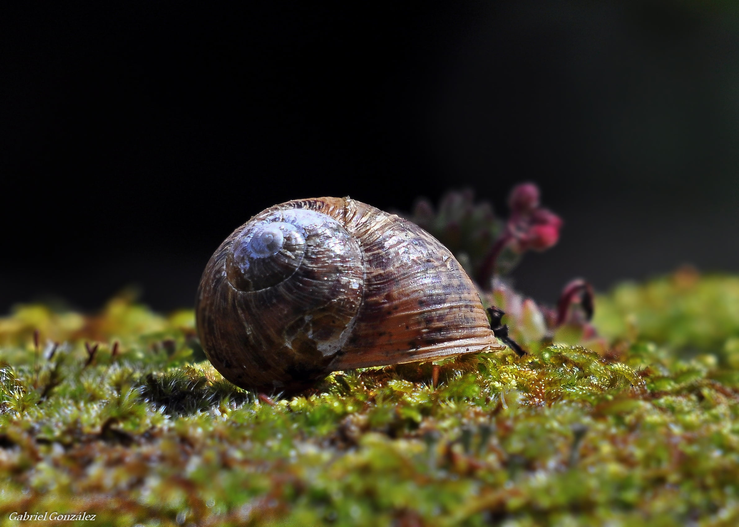 1080P, Galicia, macro, wildlife, mollusk, animal, snail, Photo, nature, Nikon D90, animal Shell, focus, brown, Sigma, close-up, crawling, selective, slow, HD Wallpaper