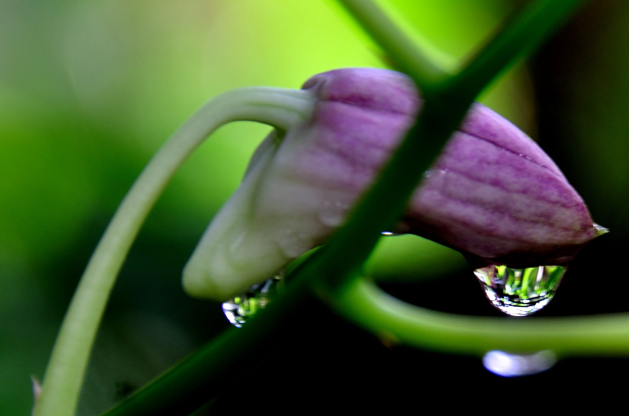 sunlight, green Color, Bloom, lens, Nikon  D90, Smile, photography, light, close-up, nature, flower, earth, purple, plant, Orchid, tears, freshness, purple flower, HD Wallpaper