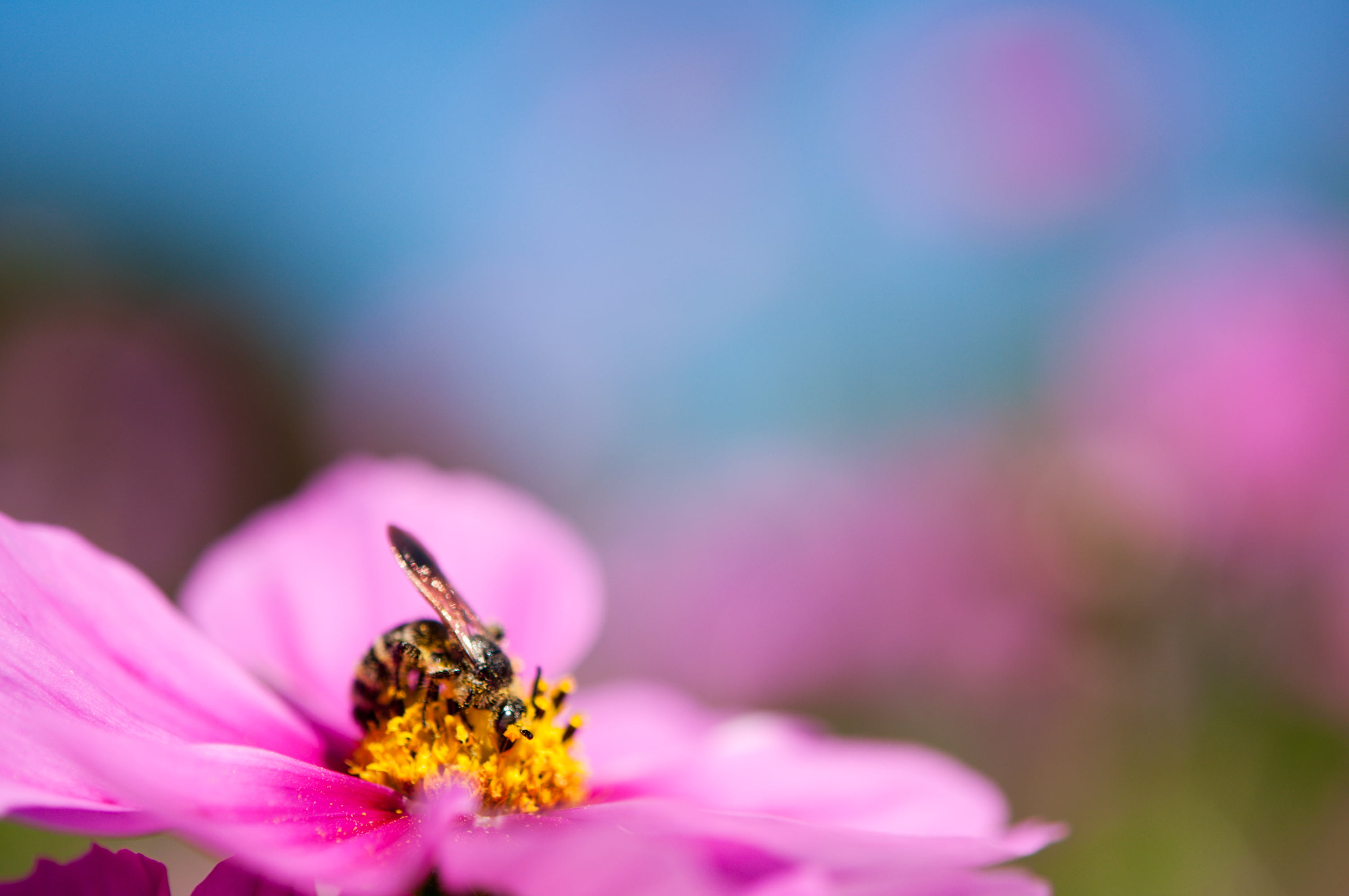 Showa Memorial Park, pink, macro, Cosmos, 东京, garden, マクロ, top, bee, beauty In Nature, pollen, honey bee, Japan, springtime, 蜂, Tokio, close-up, pollination, HD Wallpaper