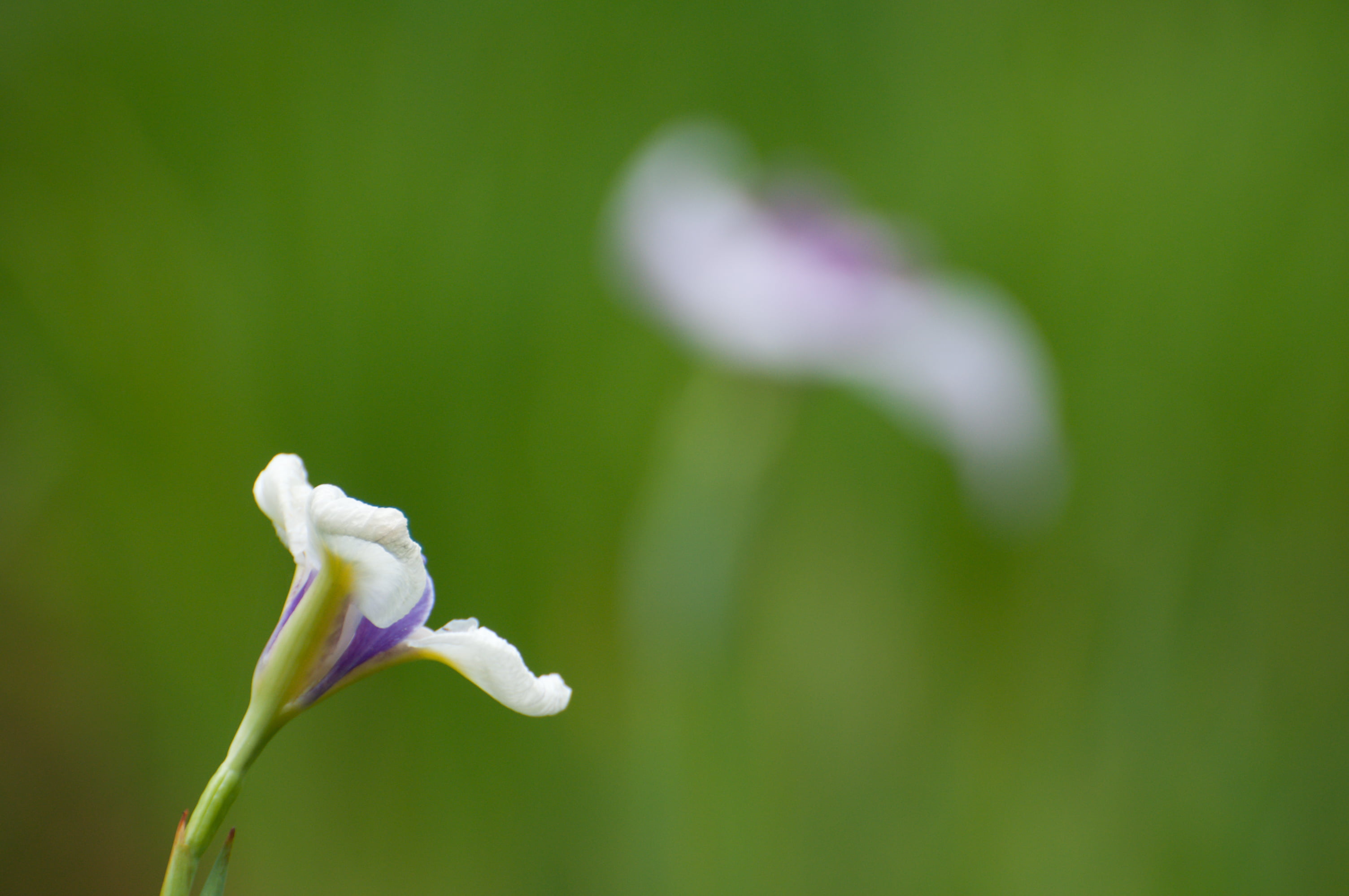 iris  flower, 紫, japanese, Koishikawa Korakuen Garden, Japanese iris, 東京, Koishikawa Korakuen, 东京, 日本, flower, nature, tilt, 2K, ボケ, springtime, photo, HD Wallpaper
