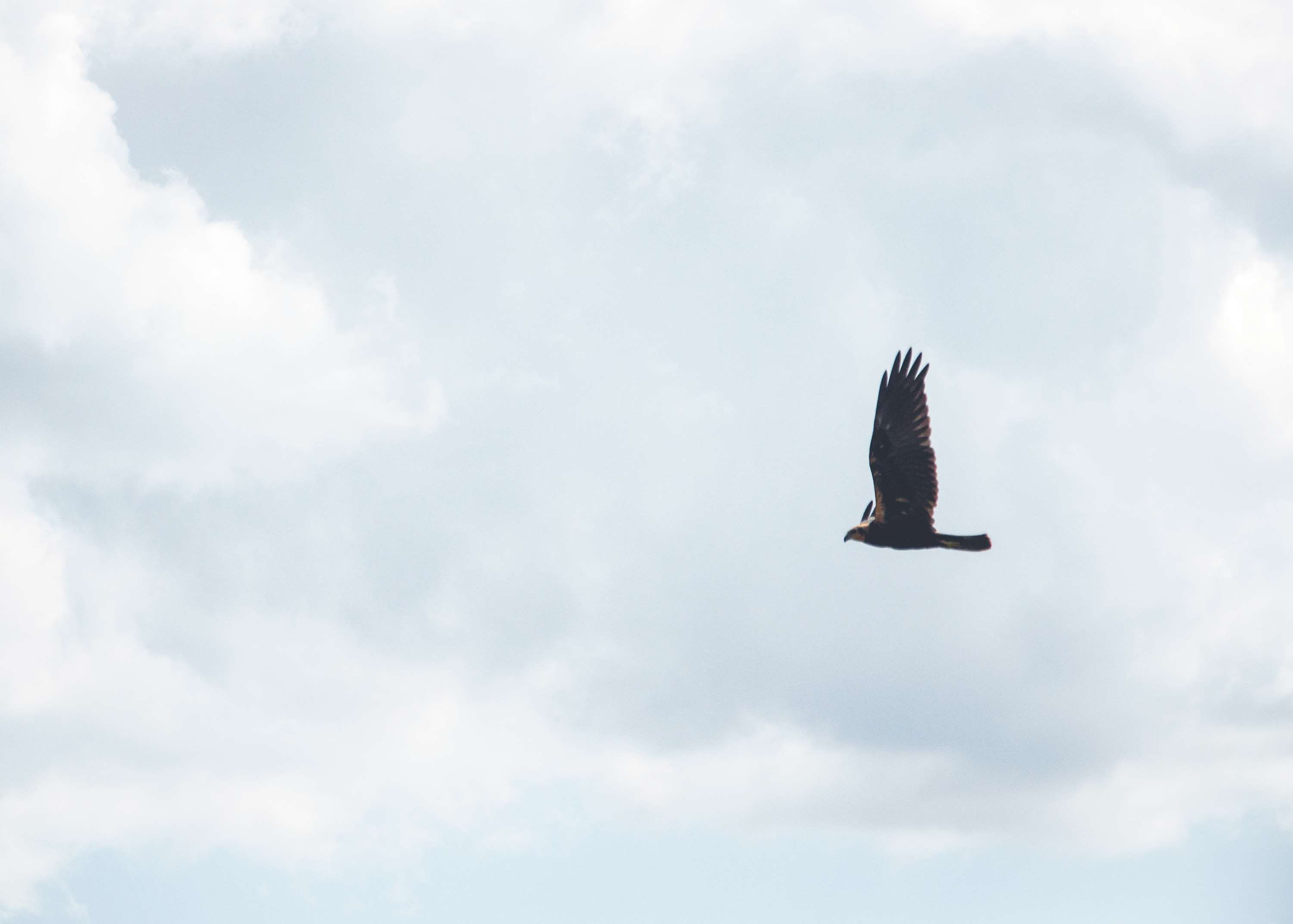track, eagle - bird, hunting, 2K, vertebrate, d90, no people, scanning, flying, low angle view, life, nature, bird of prey, animals, animal, beauty in nature, HD Wallpaper