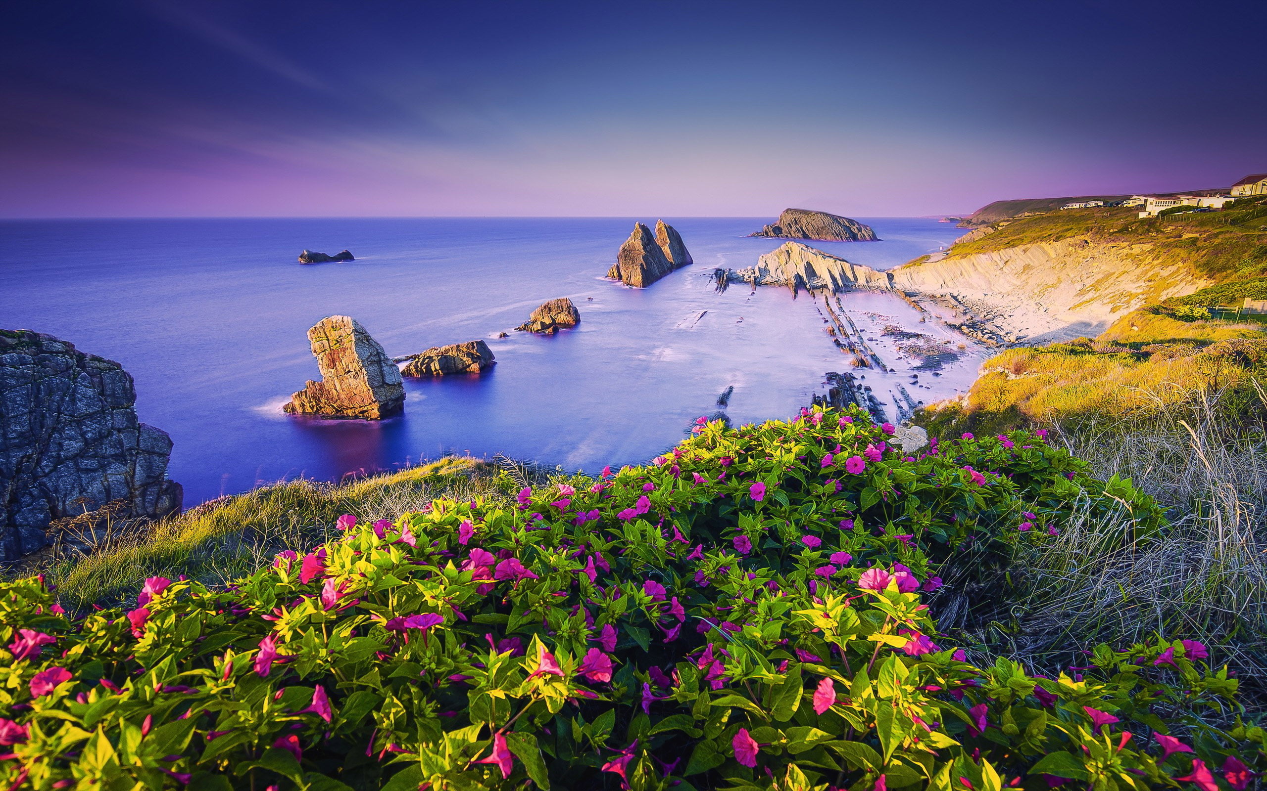 flowers, sea, cantabria, 2K, ultra, quebrada, spain, coast, k, hd, costa, ocean,, HD Wallpaper